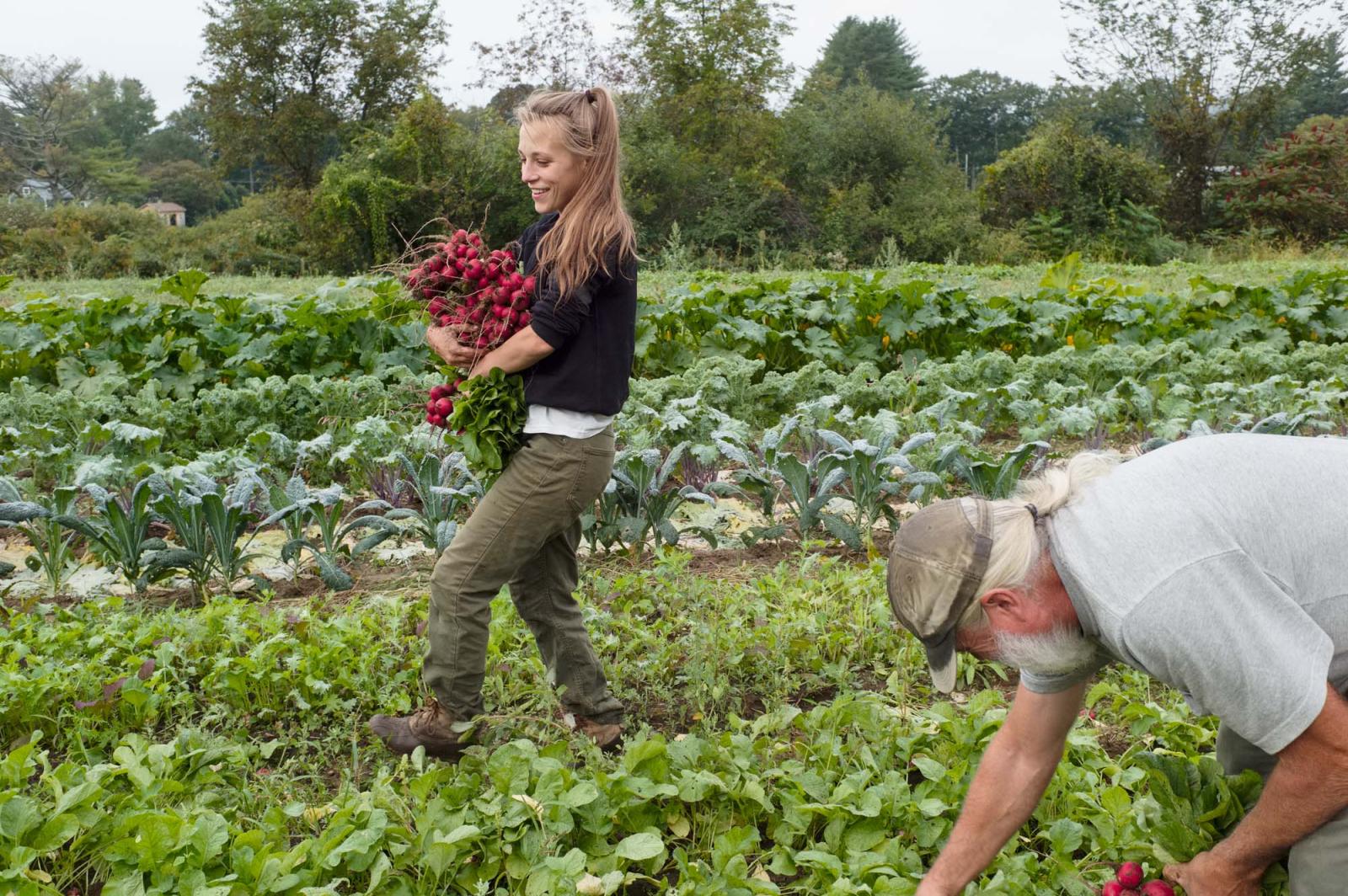 Farmworker Briana Grosodonia an...Hampshire, USA. September 2021.