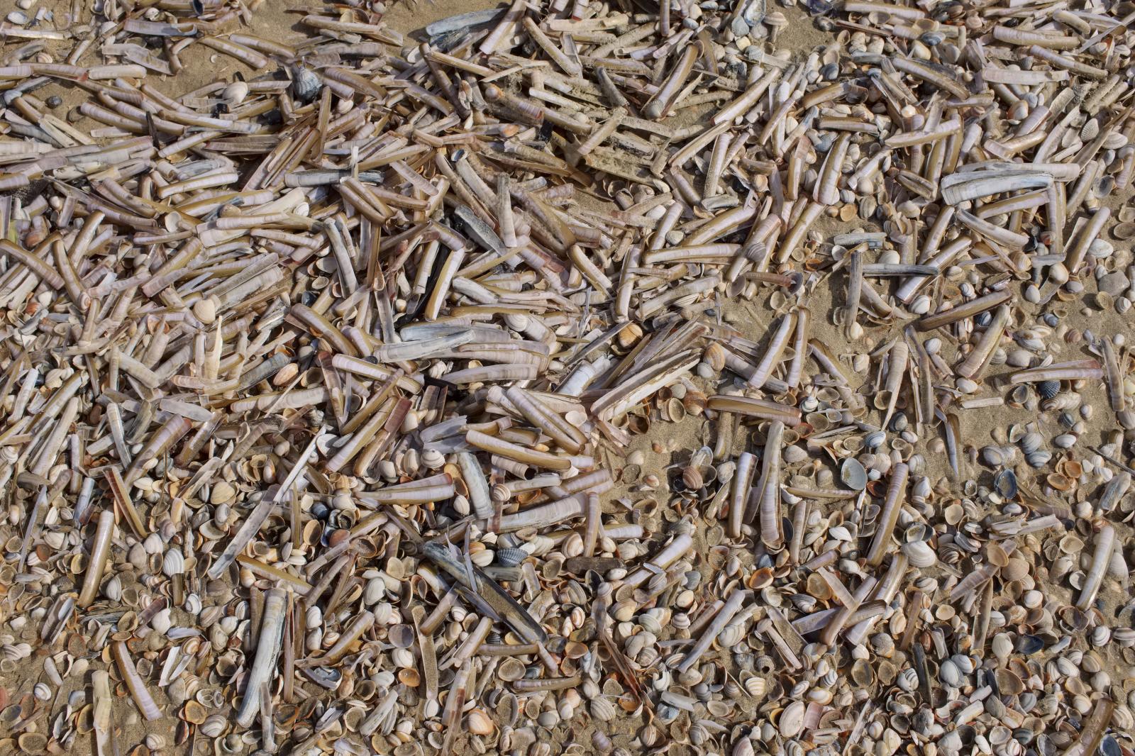 European Razor Clams | Buy this image