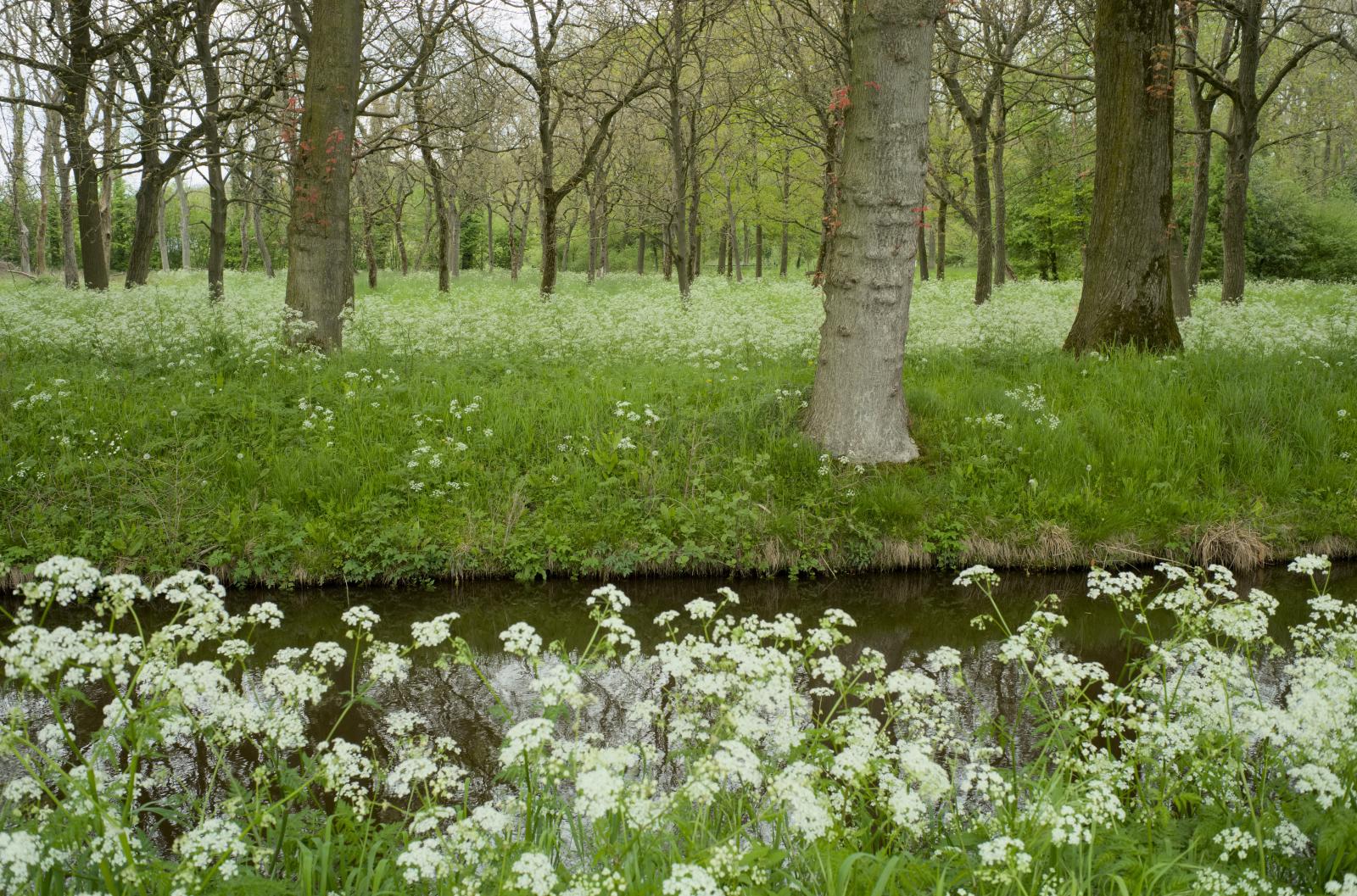 Trees and Cow Parsley | Buy this image