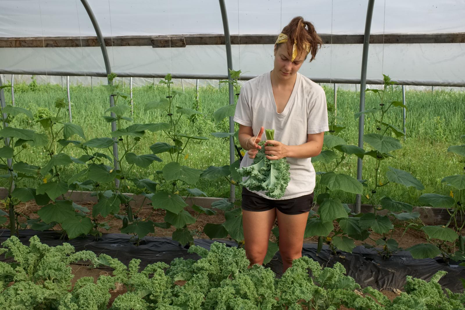 Kale Harvest | Buy this image