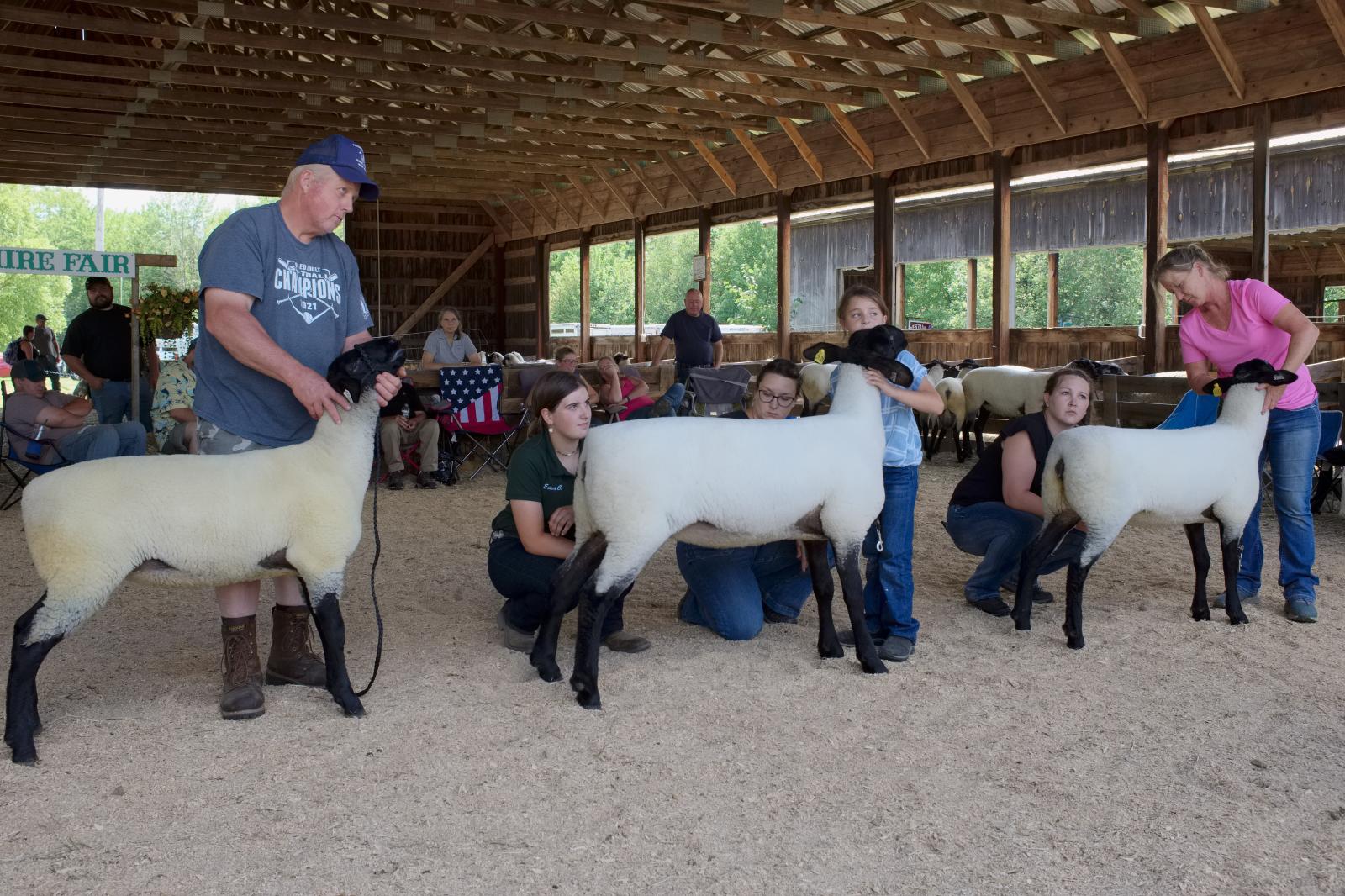 Cheshire County Fair Sheep Show | Buy this image