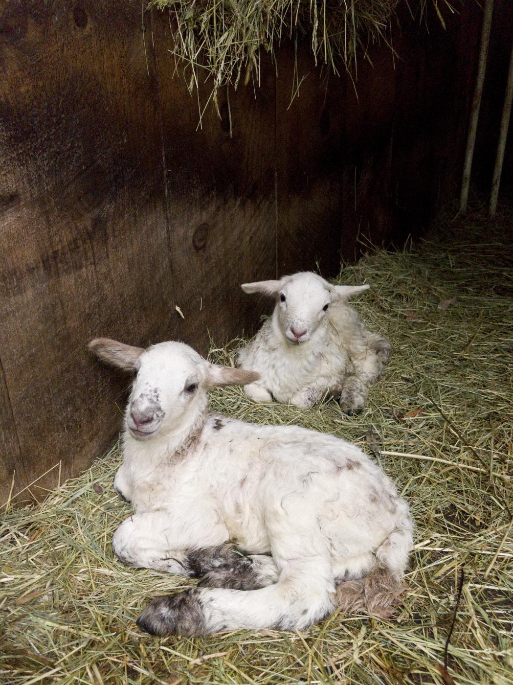 Newborn Lambs | Buy this image