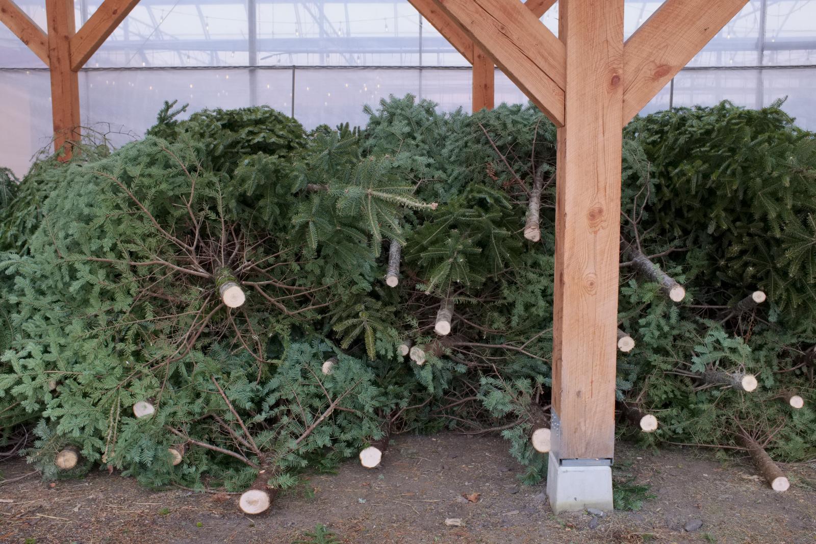 Christmas Trees