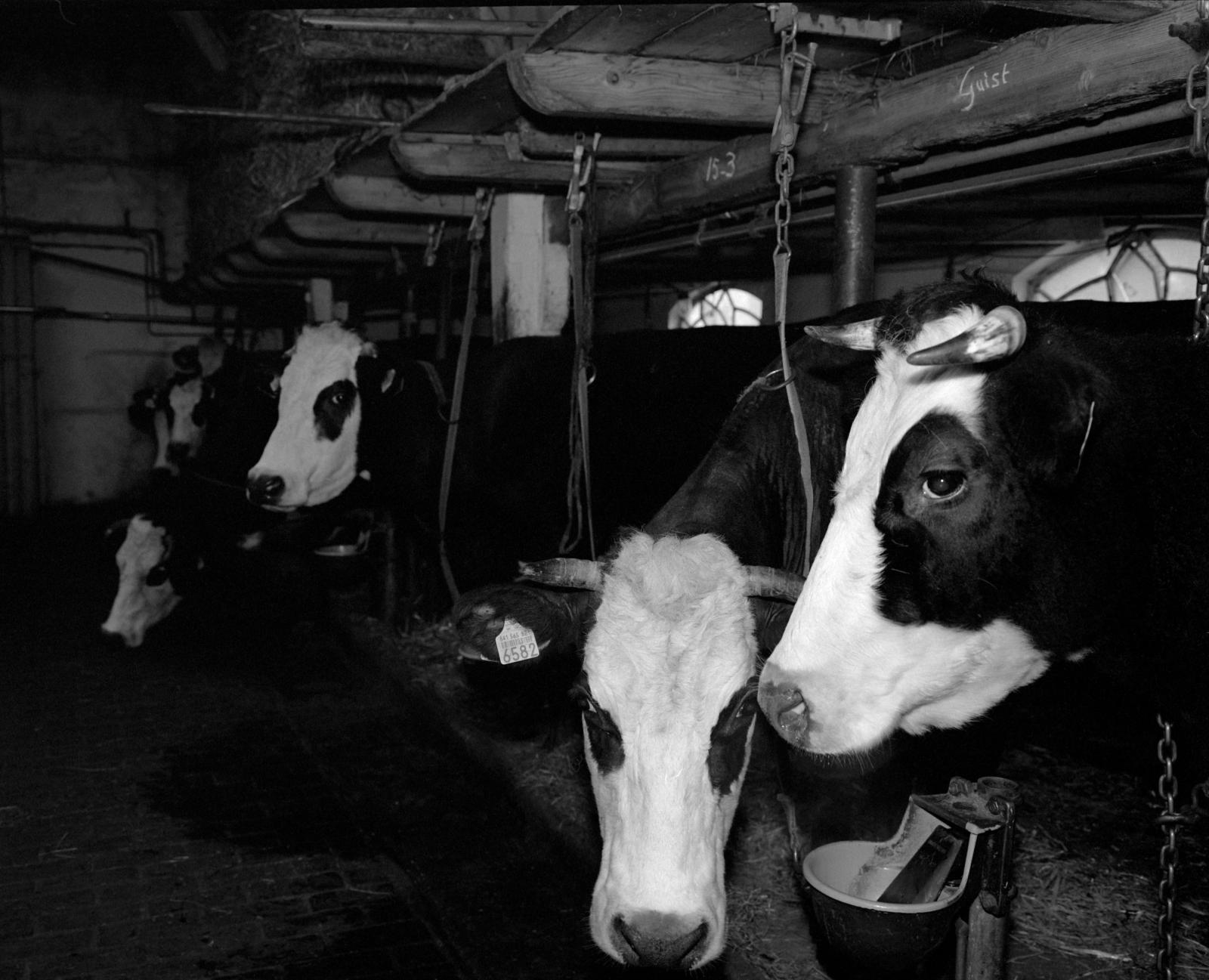 The black-white headed cattle o...he Netherlands. March 16, 2000.