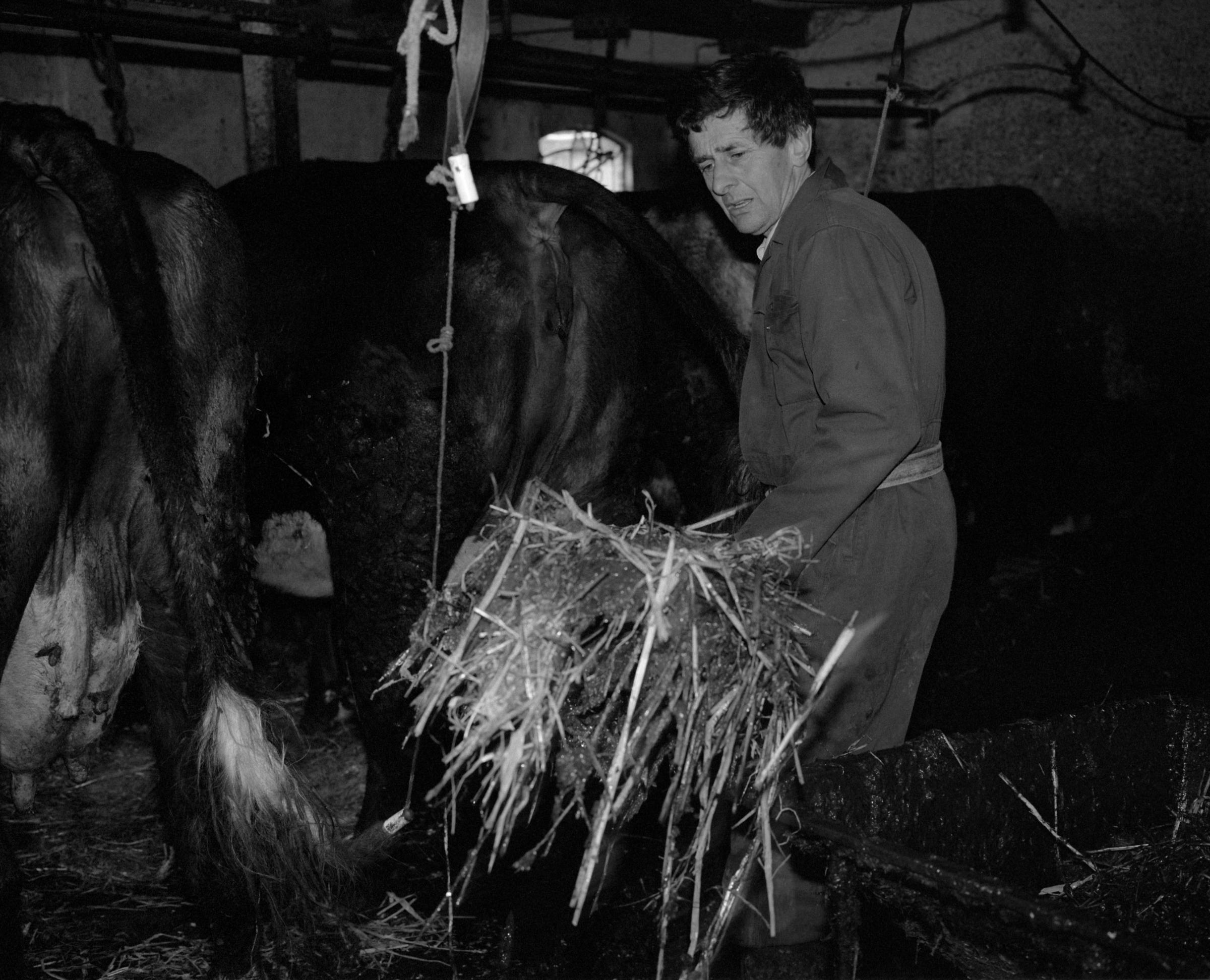 The Final Days of a Dairy Farm - Farmer Cees mucks out the cowshed; most of the work on...