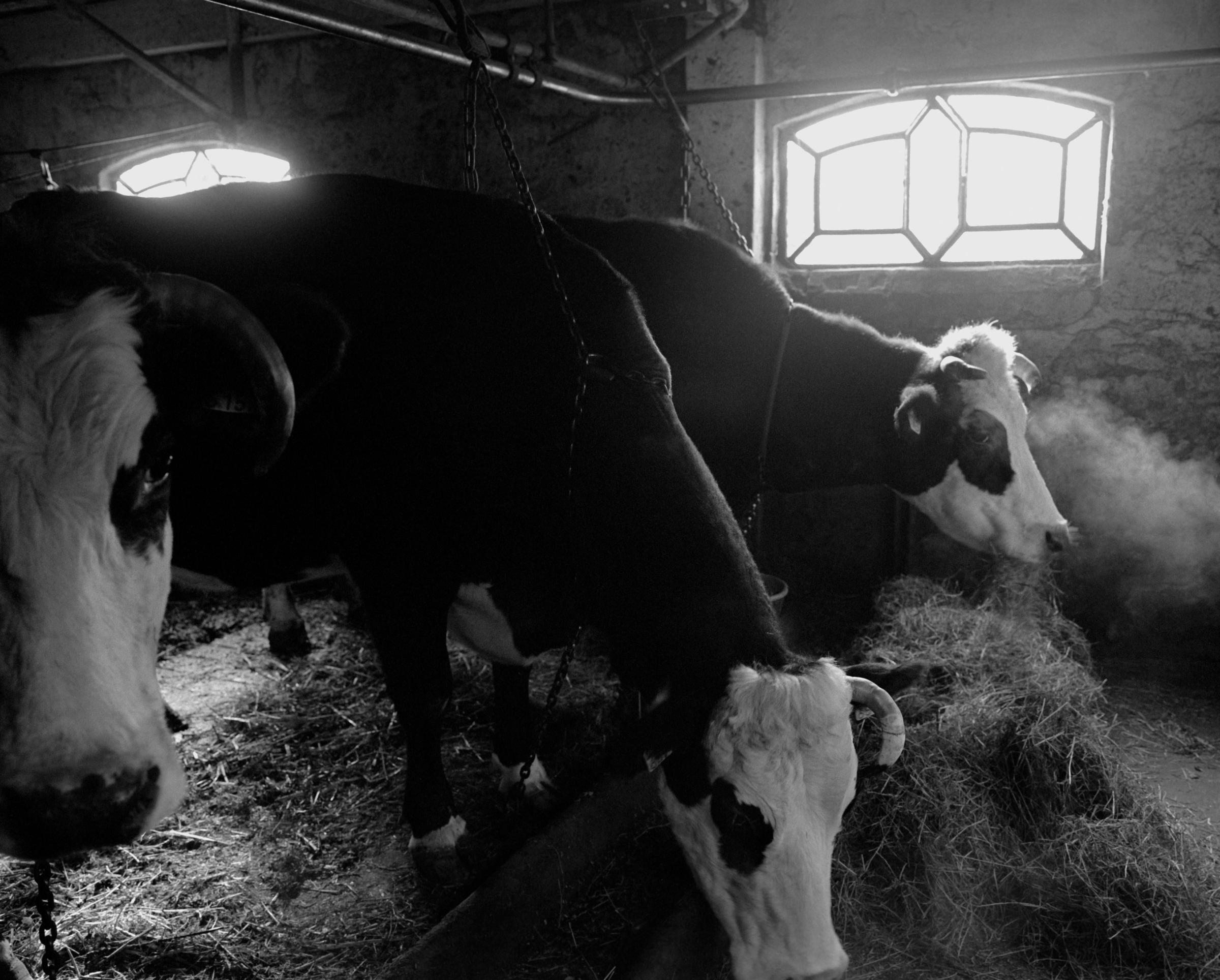 The Final Days of a Dairy Farm - Very early in the day the black-white headed cows eat hay...