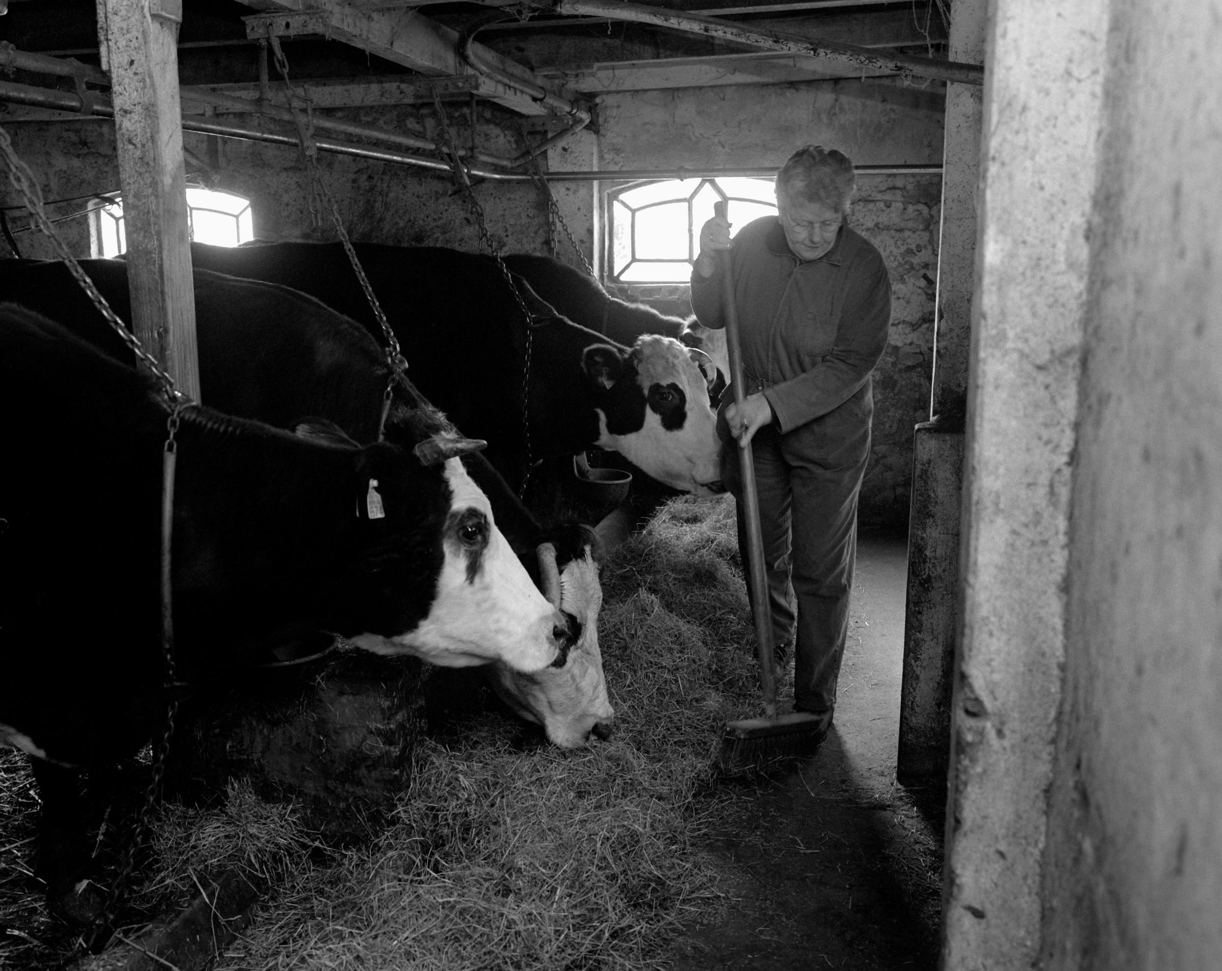 The Final Days of a Dairy Farm - In the cowshed farmer Gre Molenaar sweeps the hay...