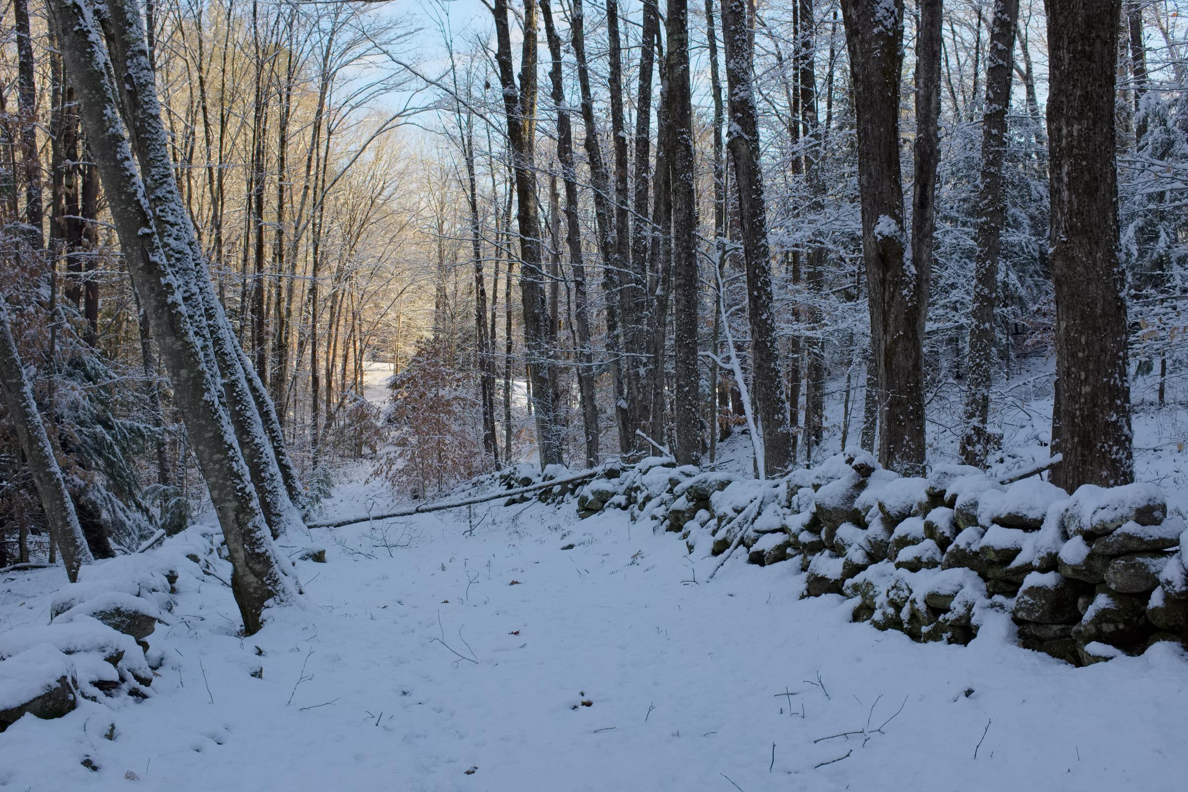 Drewsville & Beyond - A snow-covered forest trail between two walls of stacked...