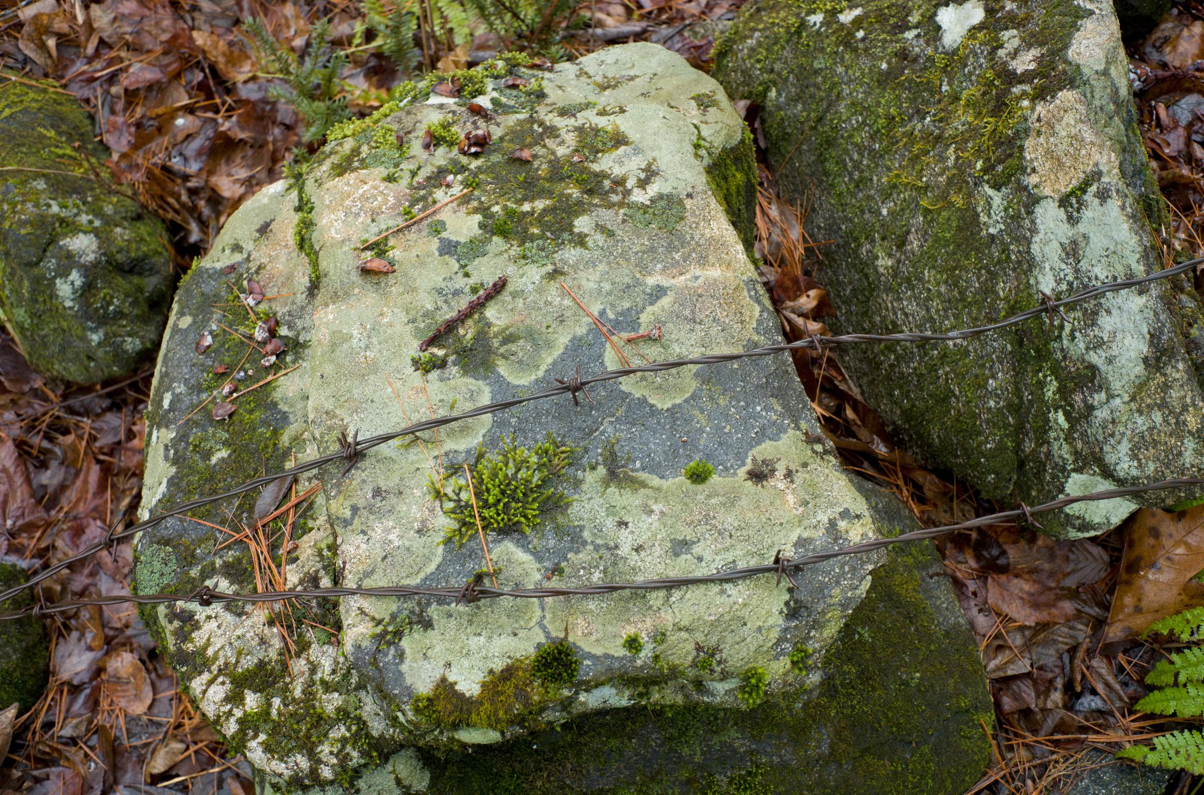 Drewsville & Beyond - Several species of moss grow on the remnant of a wall of...
