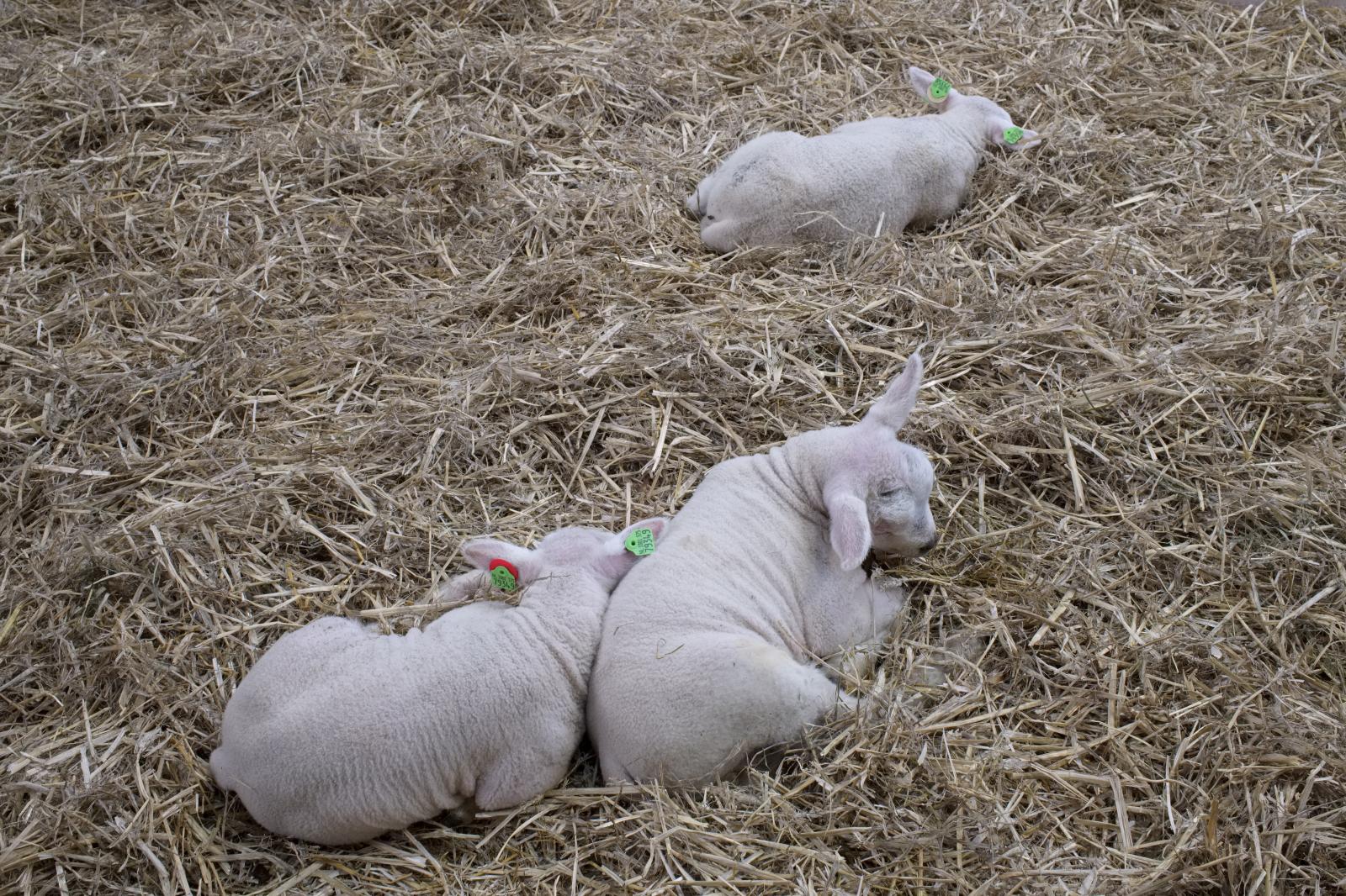 Texel Lambs | Buy this image