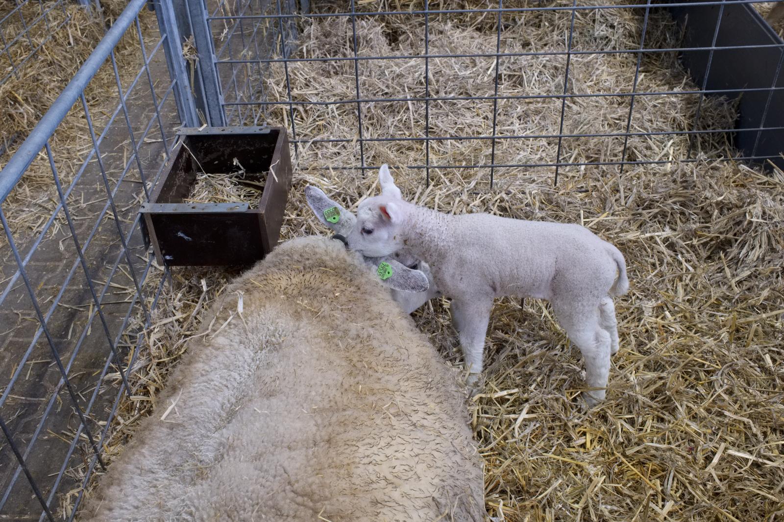 Texel Sheep and Lambs