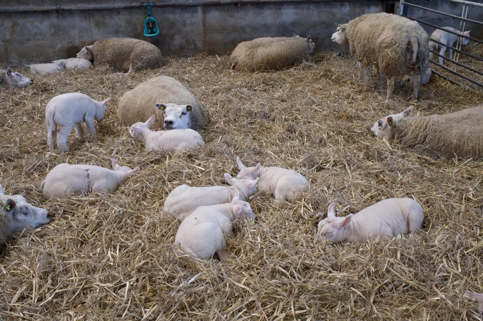 Texel Sheep and Lambs