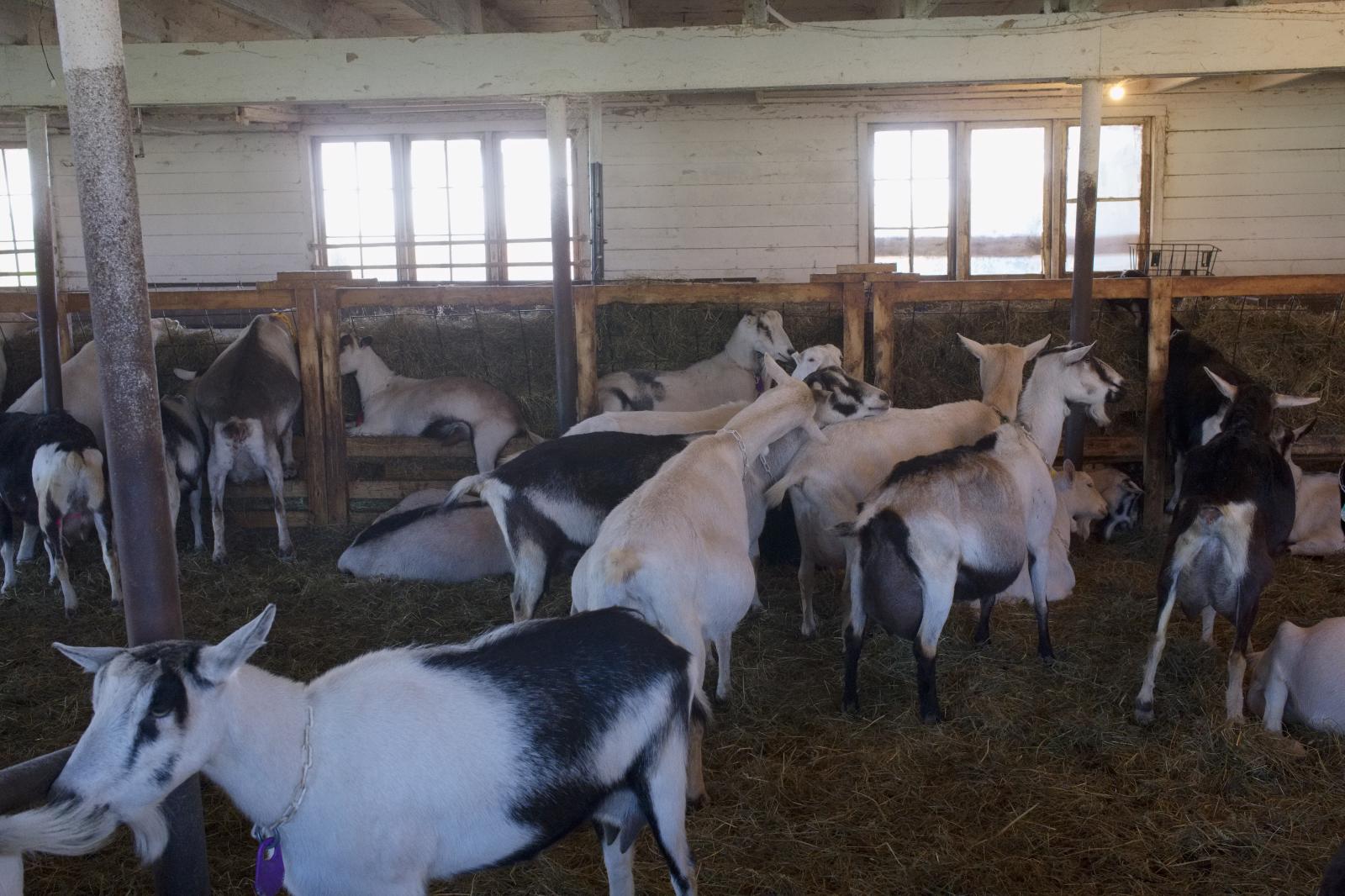 Dairy Goats