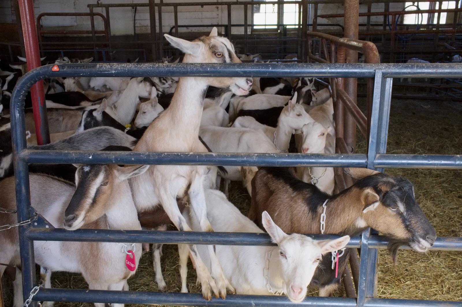 Dairy Goats | Buy this image