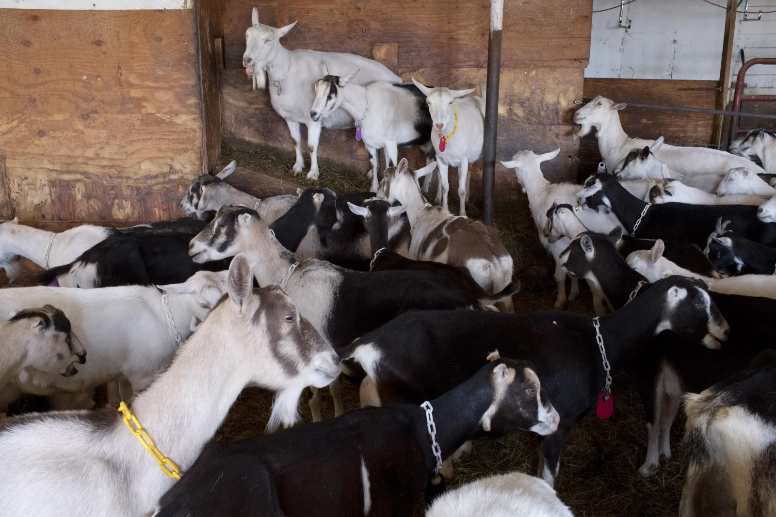 Dairy Goats | Buy this image