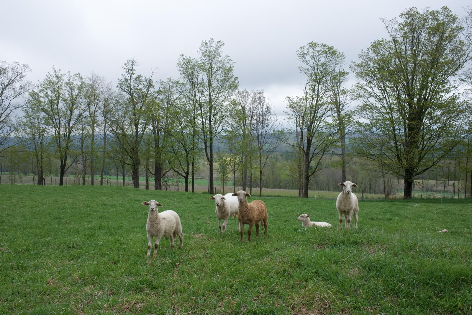 Katahdin Lambs
