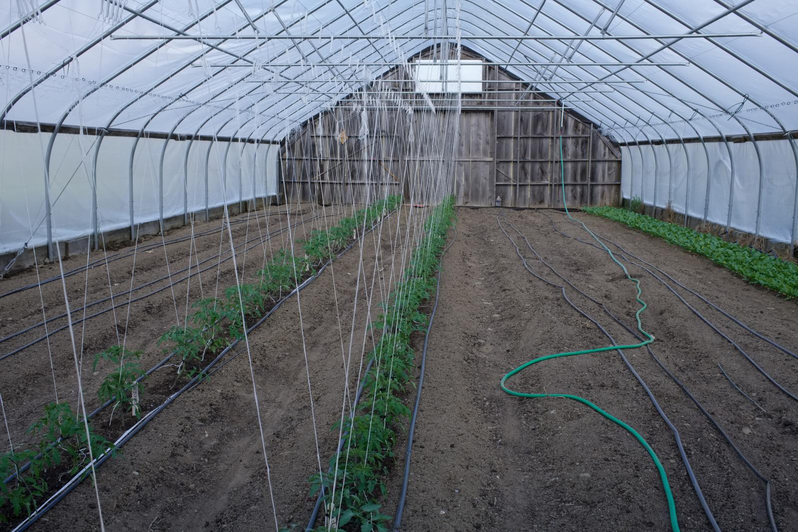 Growing Vegetables