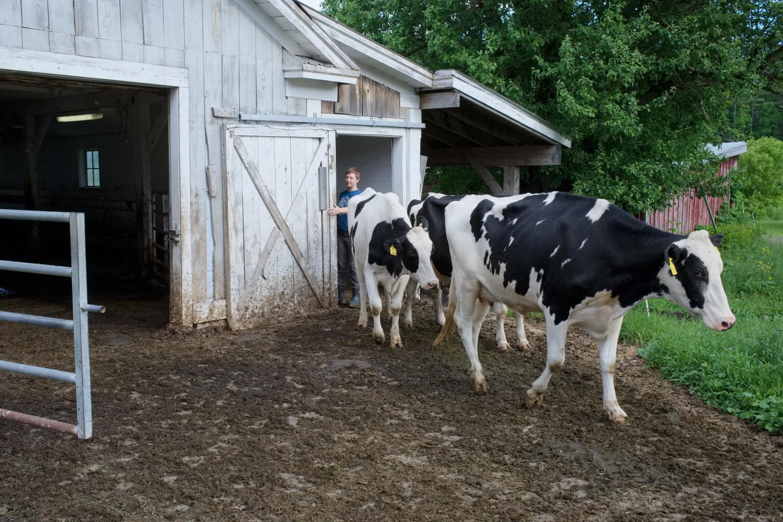 Milking Time