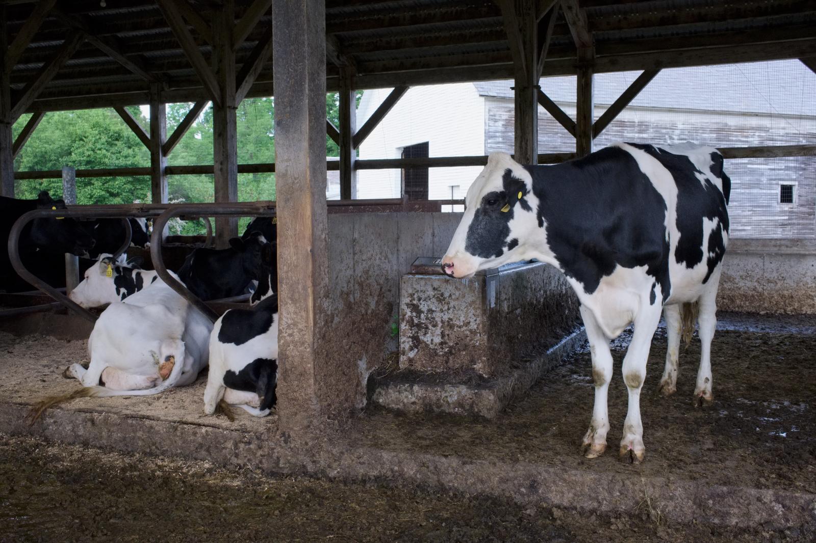 Dairy Cows