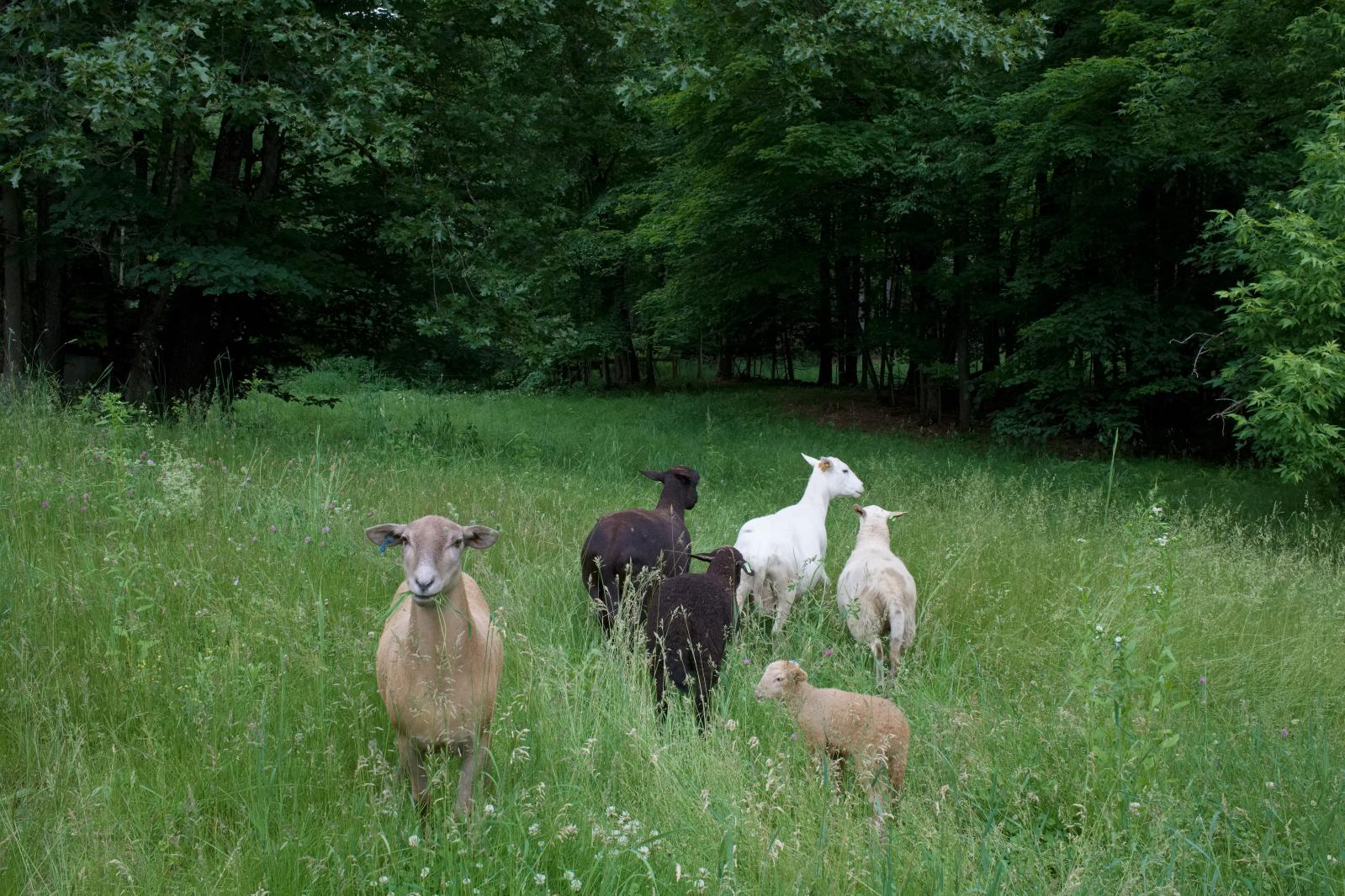 Katahdin Sheep
