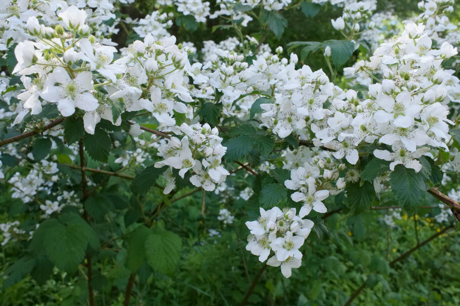 Blackberry Blossoms