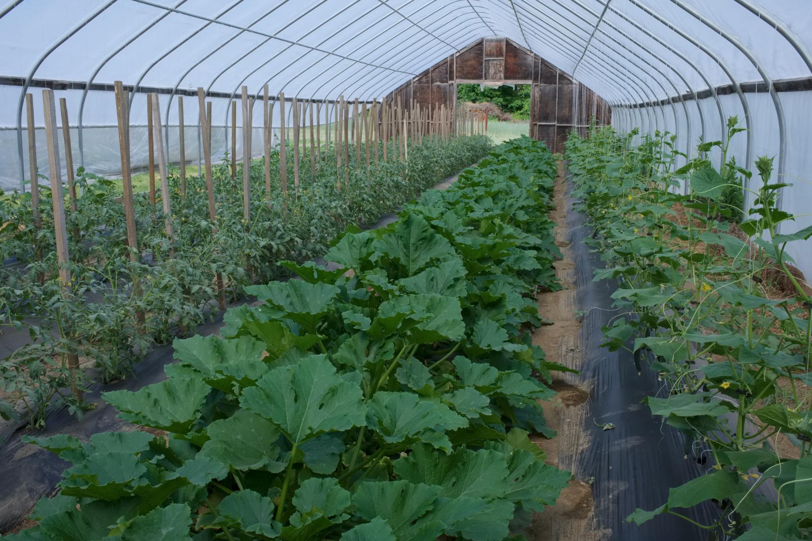 Growing Vegetables
