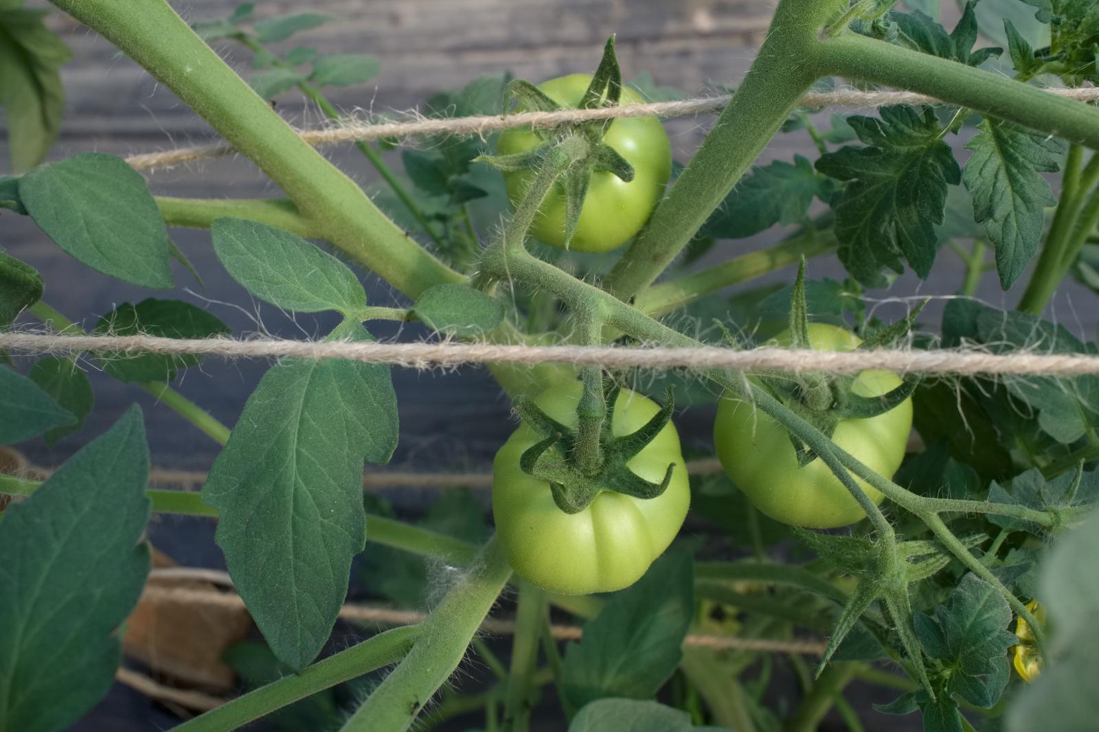 Tomatoes
