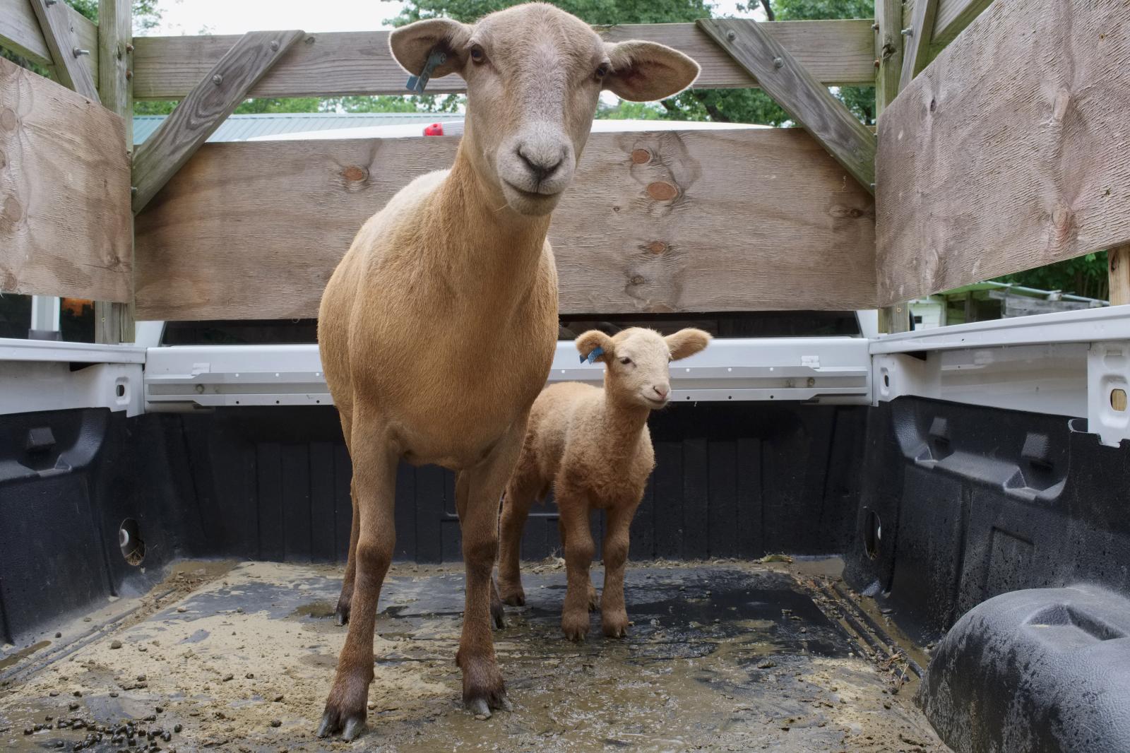 Katahdin Sheep