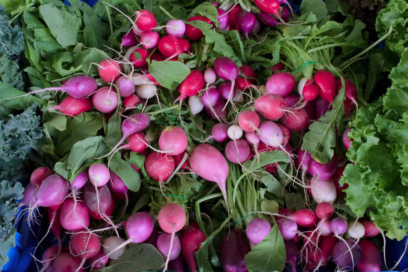 Radishes