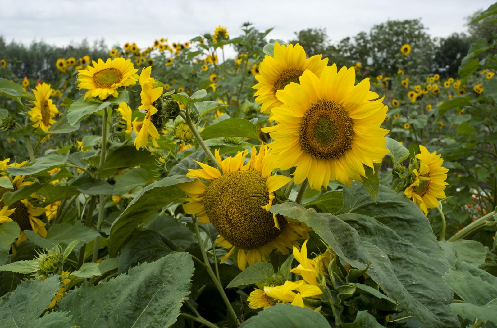 Sunflowers
