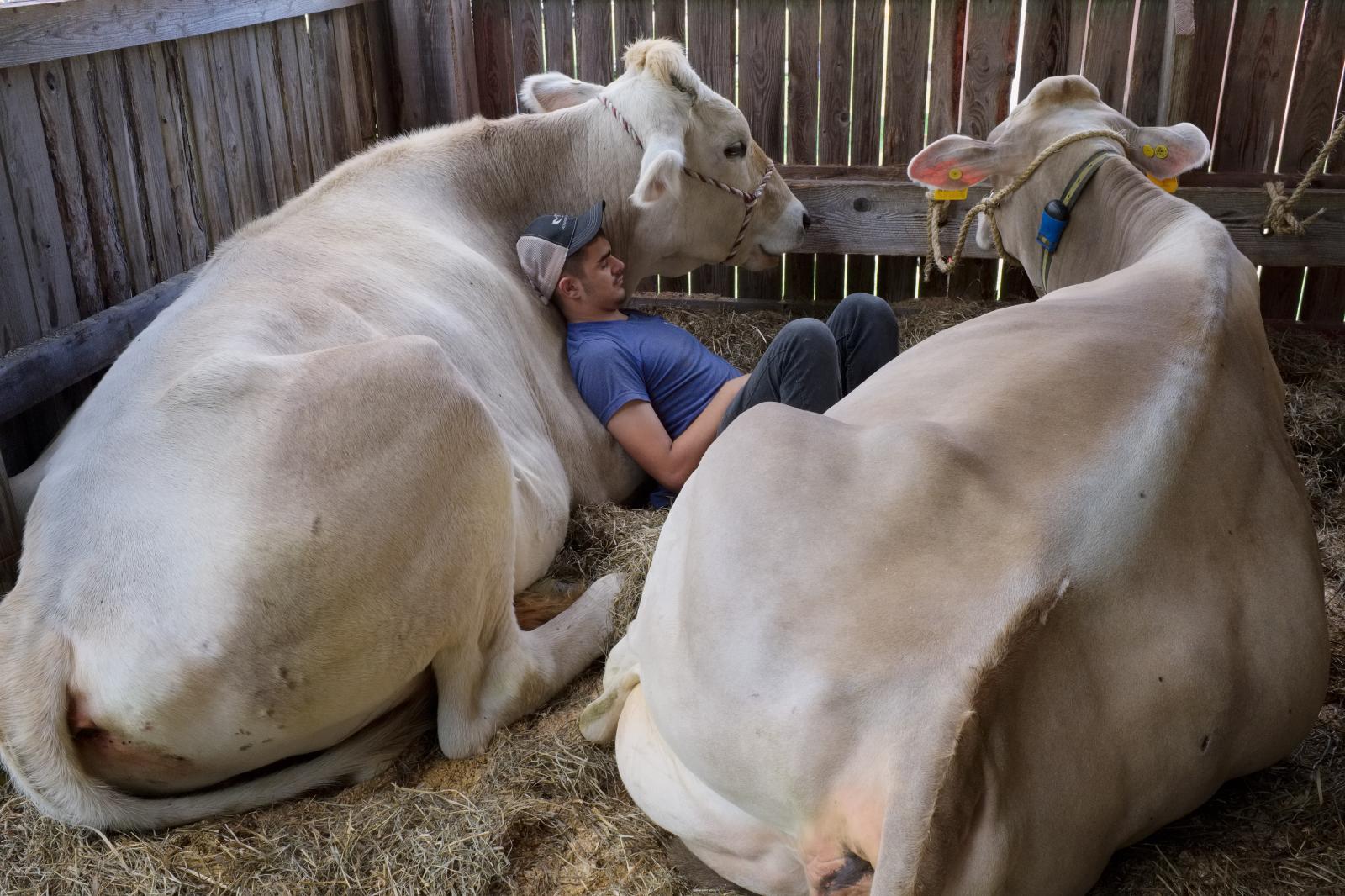 Guilford Fair Dairy Cattle Show