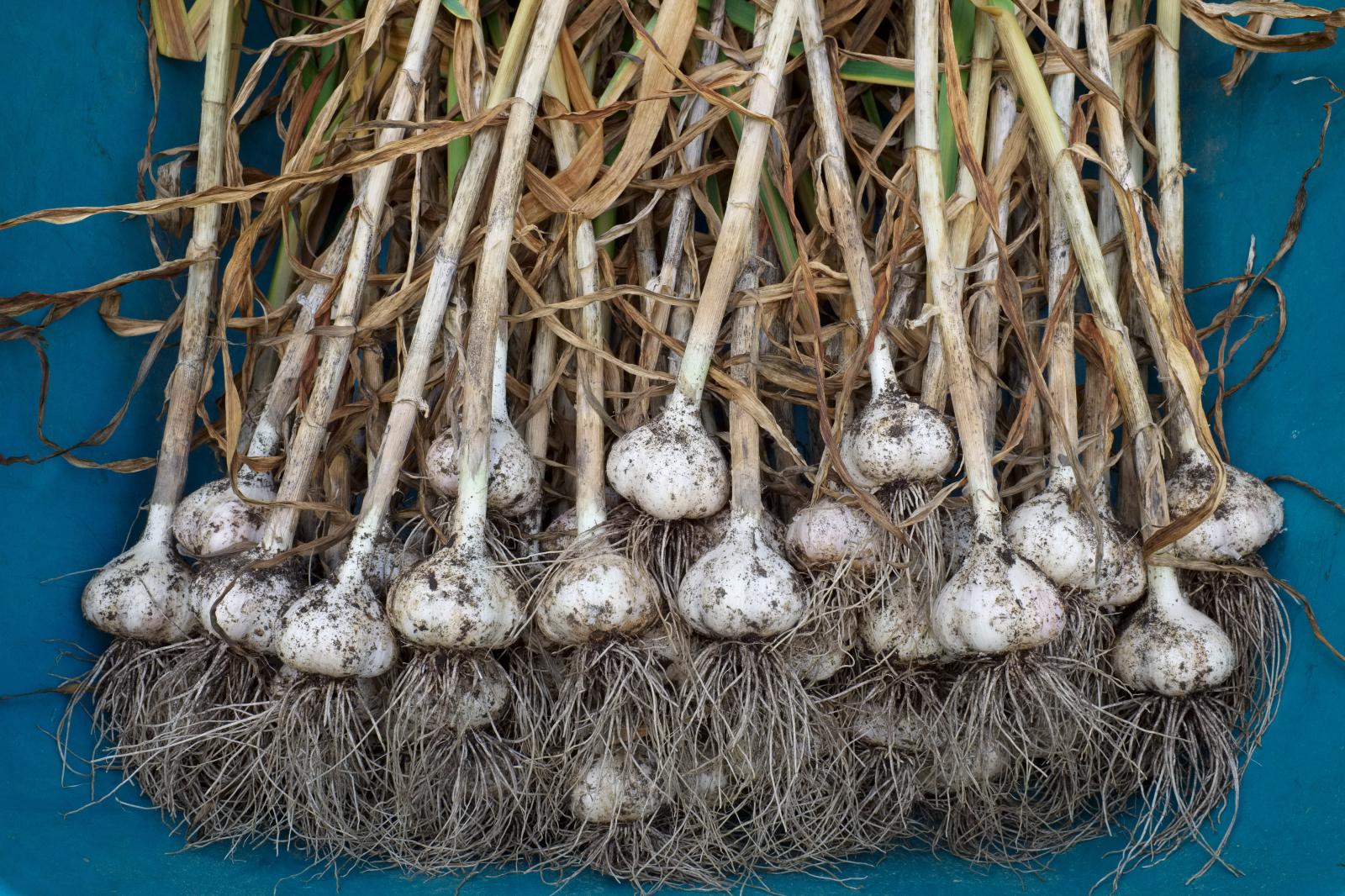 Garlic Harvest