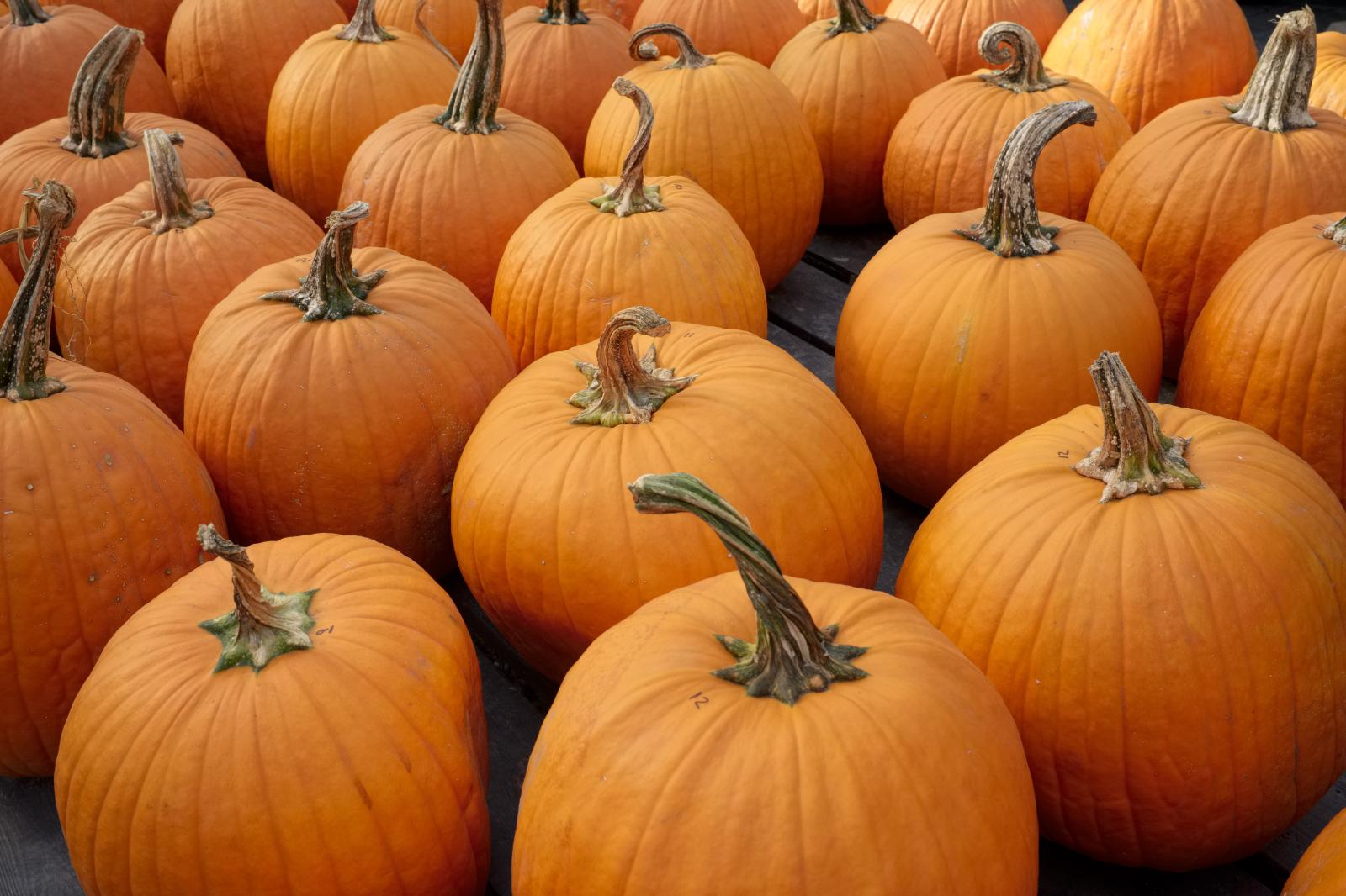 Pumpkins