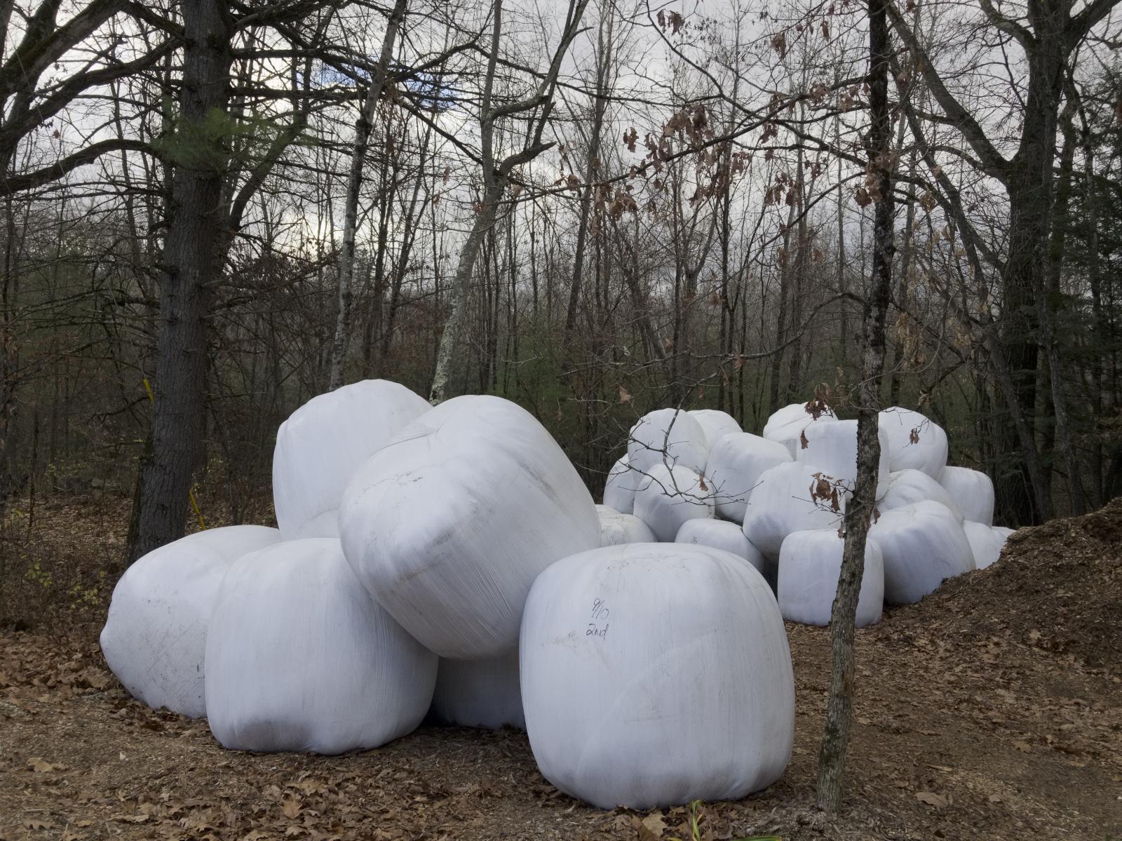 Silage Grass | Buy this image