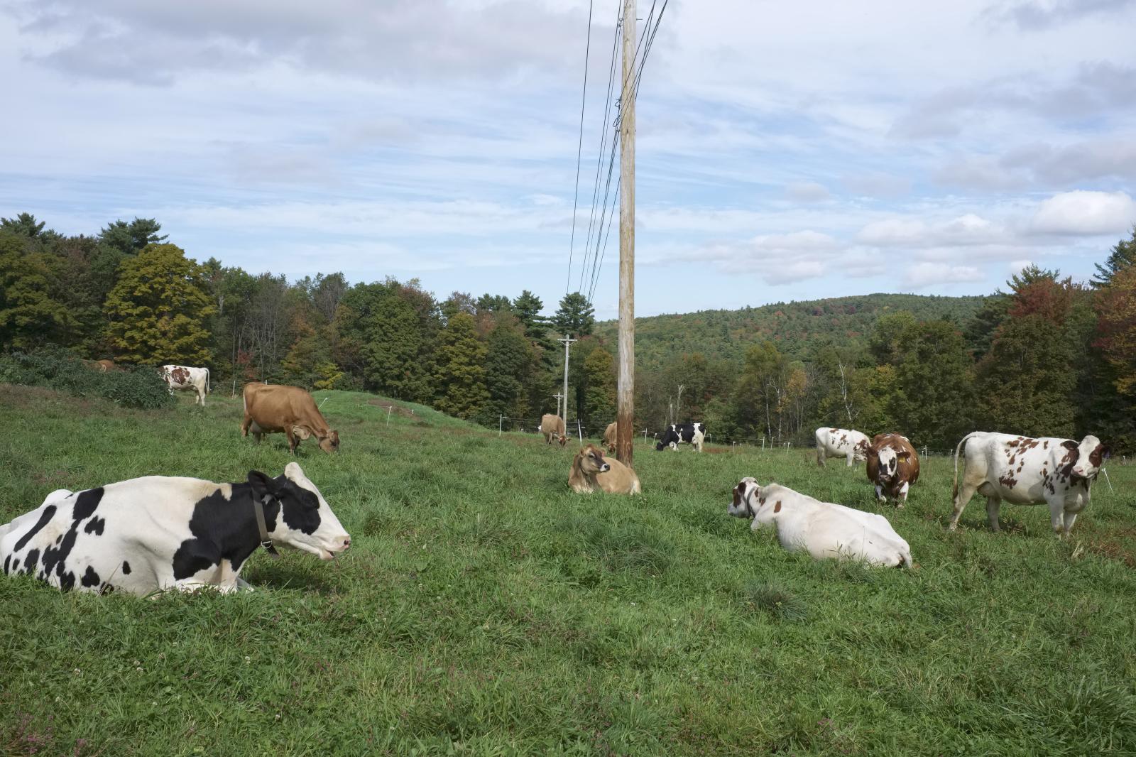 Dairy Cows | Buy this image