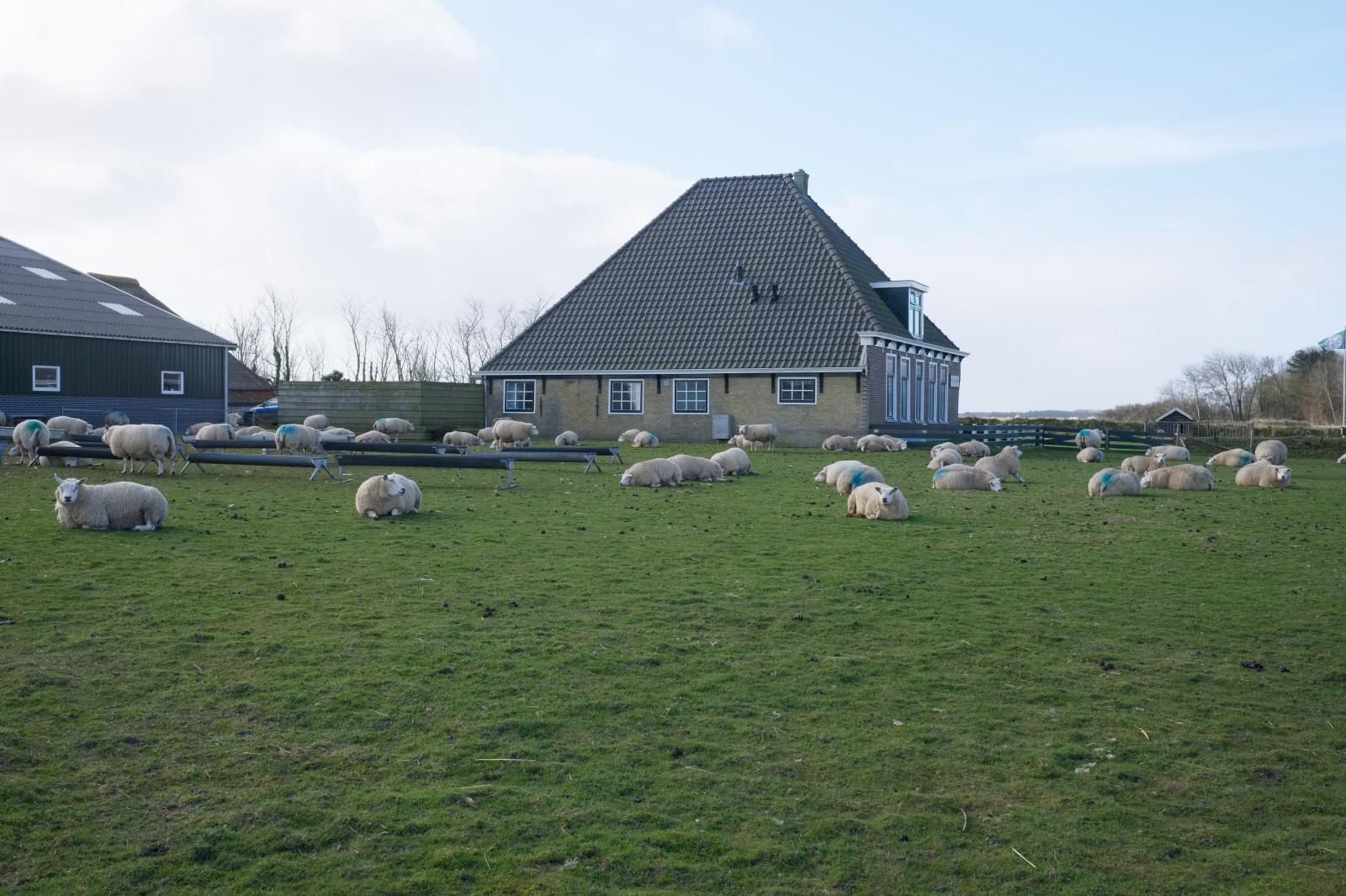 Lambing Season in the Netherlands | Buy this image