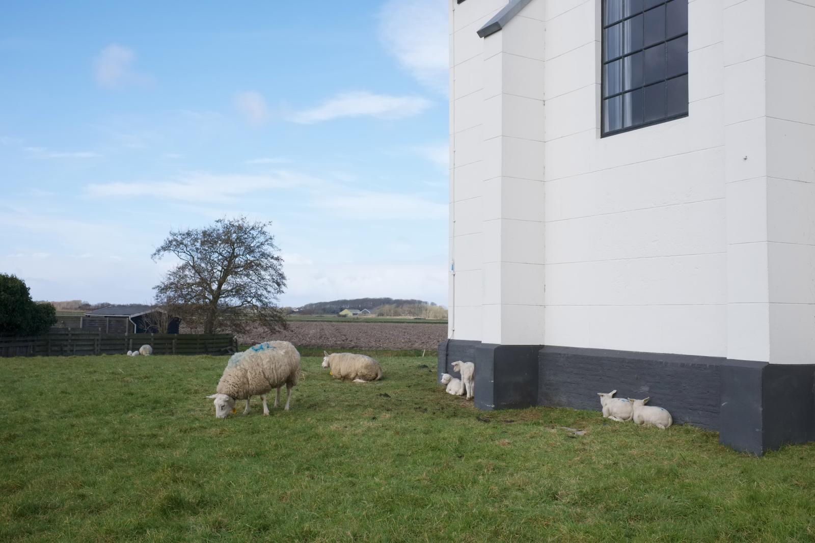 Lambing Season in the Netherlands | Buy this image