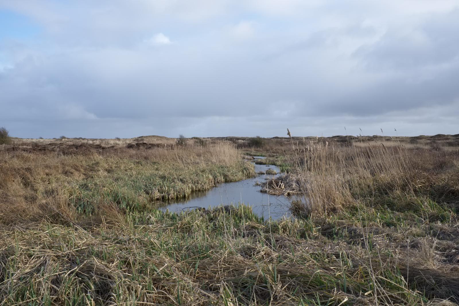 Dunes and Marshland | Buy this image