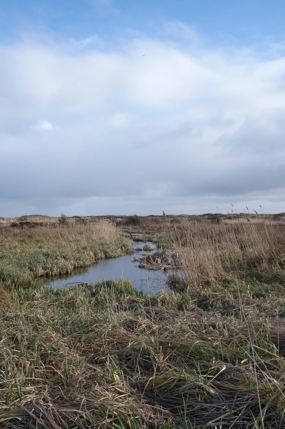 Dunes and Marshland | Buy this image