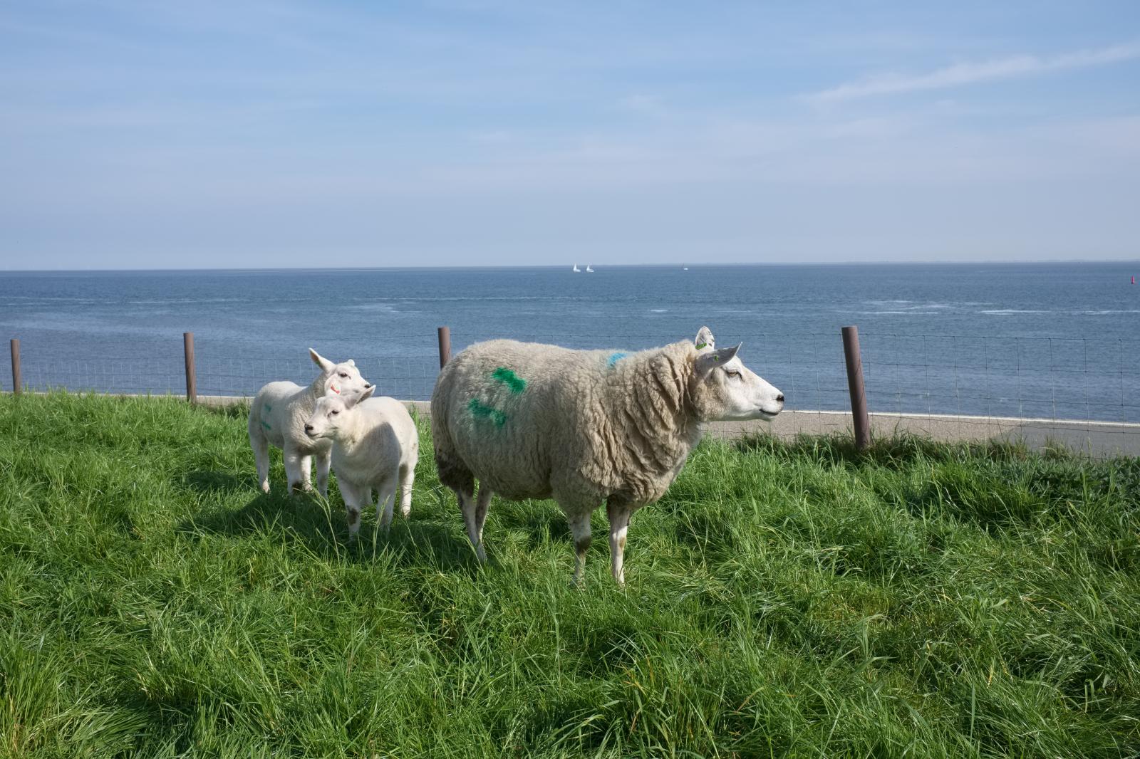 Lambing Season in the Netherlands | Buy this image