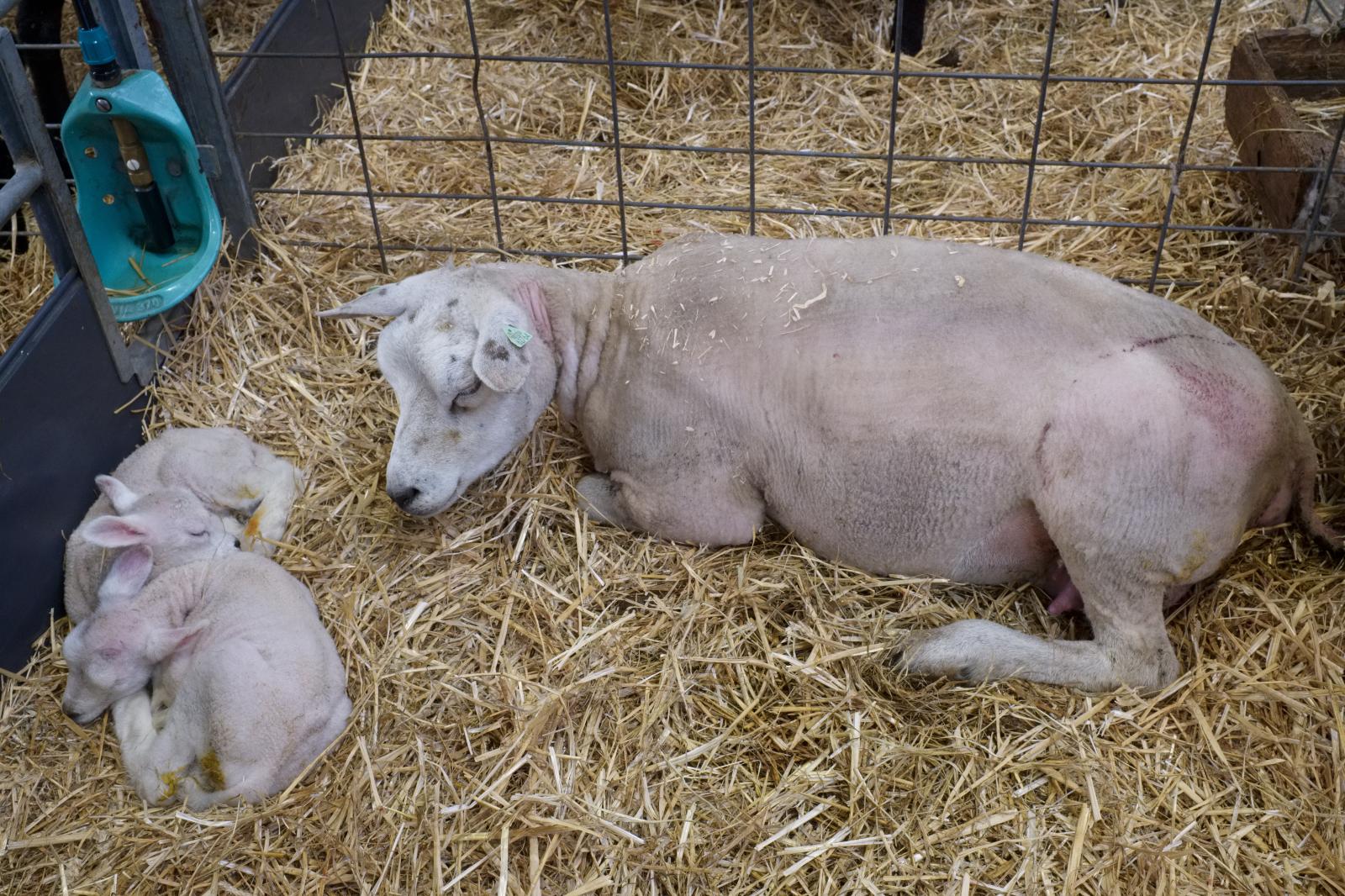 Lambing Season in the Netherlands | Buy this image