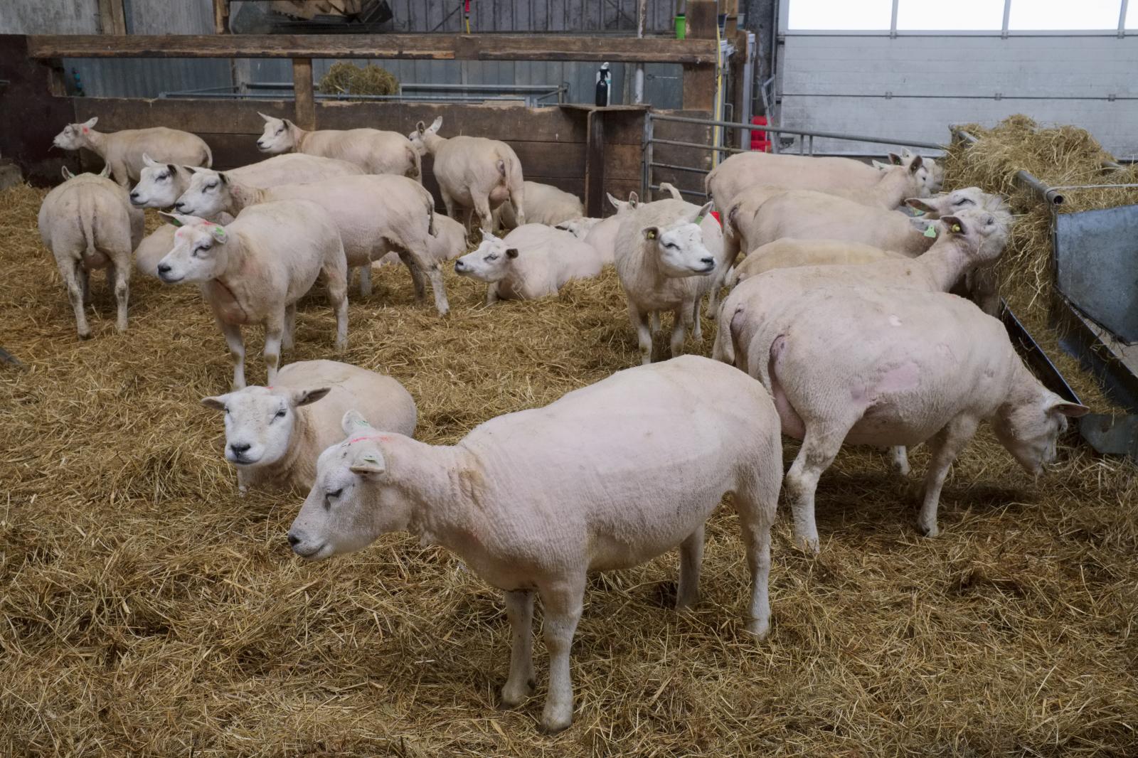 Lambing Season in the Netherlands | Buy this image