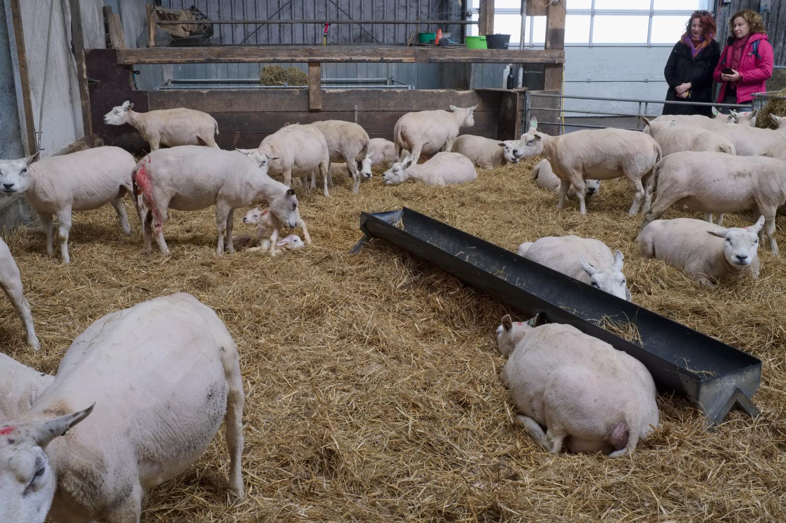 Lambing Season in the Netherlands | Buy this image