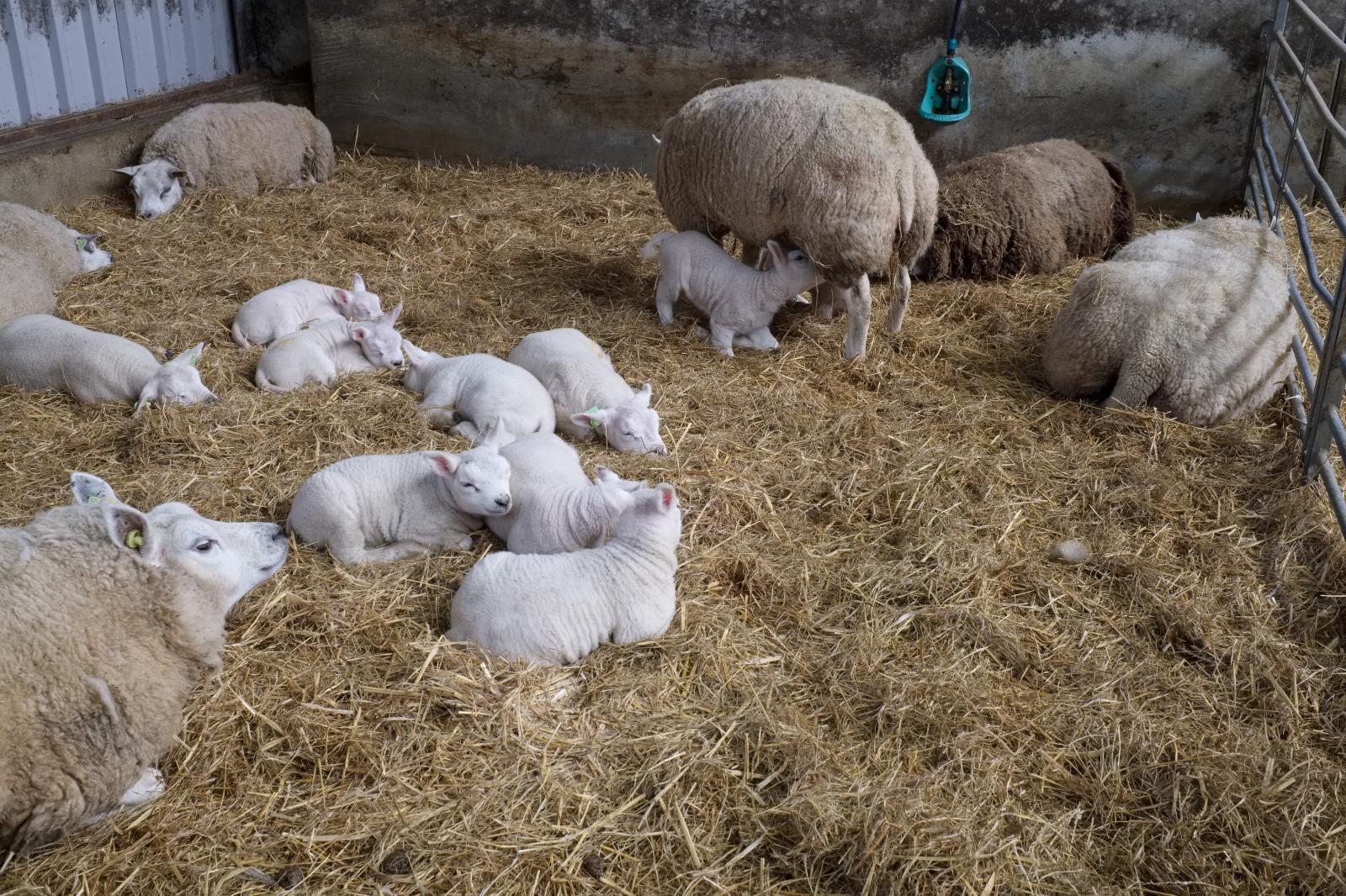 Lambing Season in the Netherlands | Buy this image