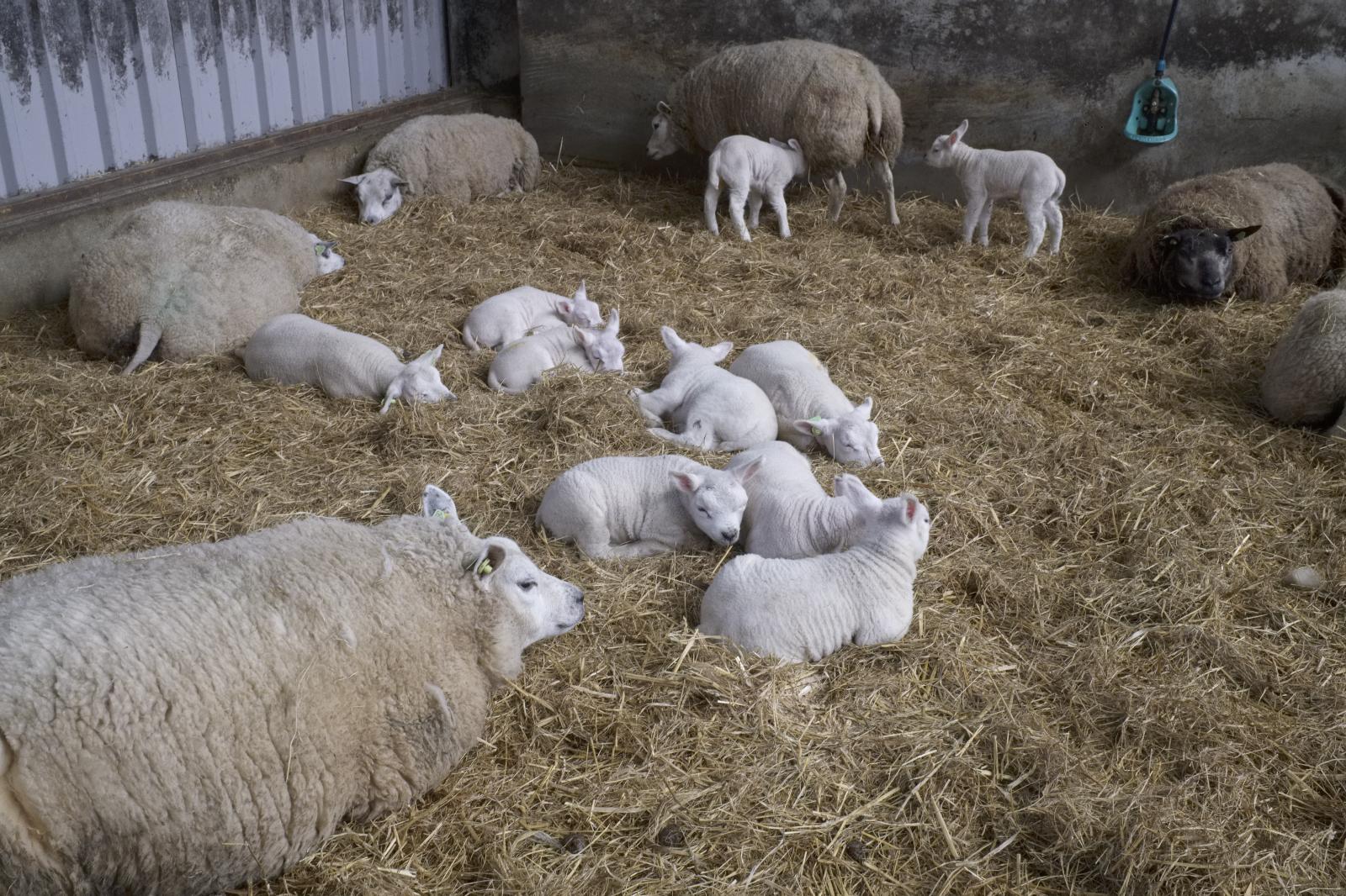 Lambing Season in the Netherlands | Buy this image