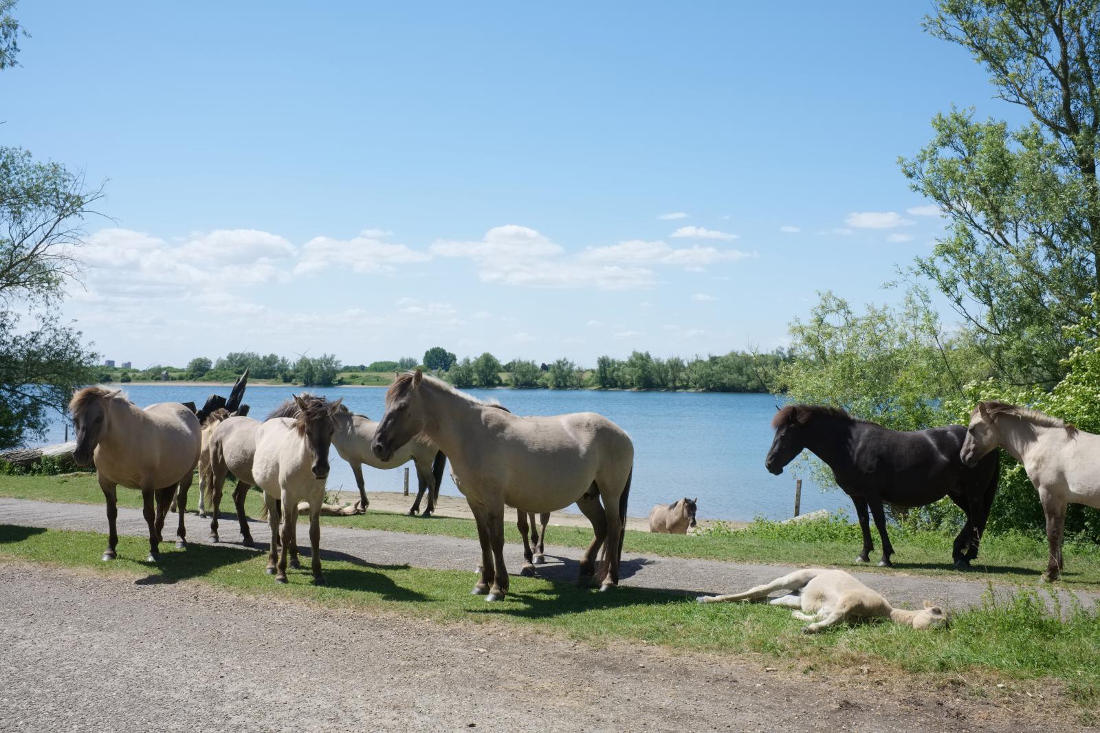 Konik Horses and Foals | Buy this image