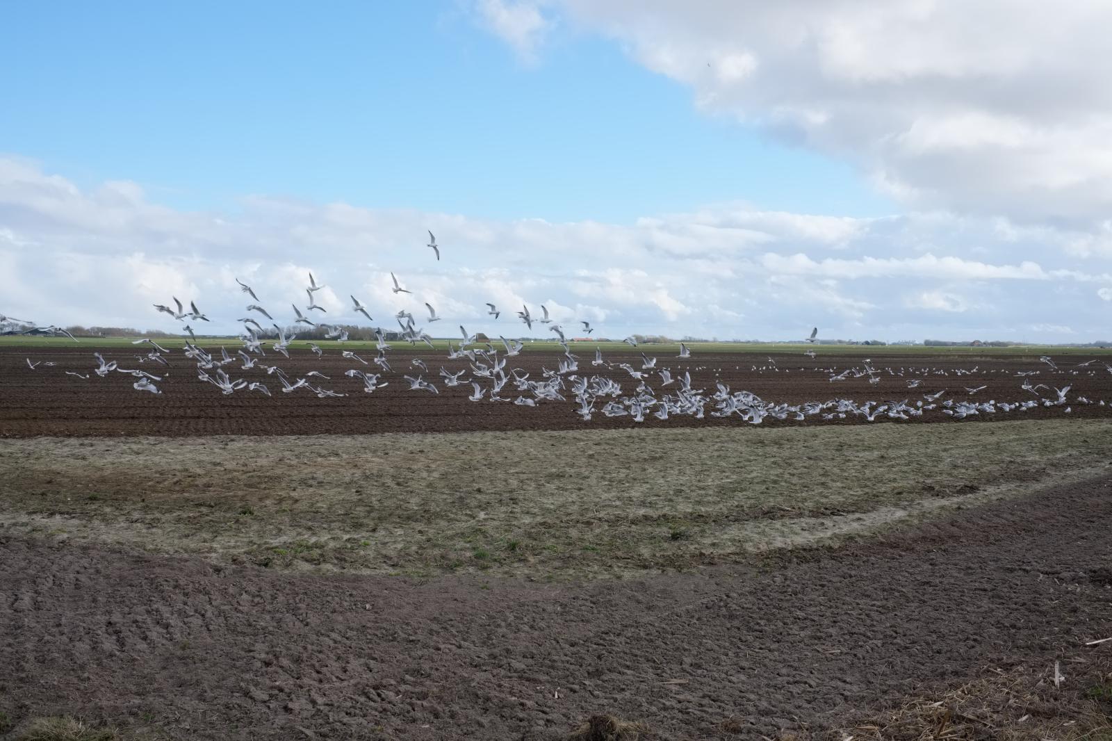 Plowed Field and Seagulls | Buy this image