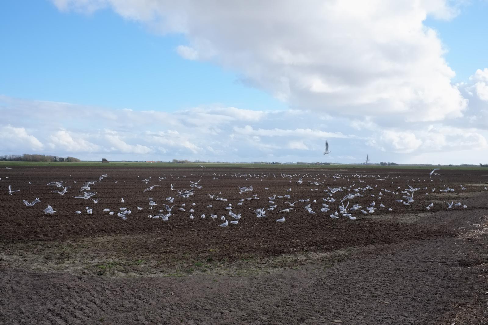 Plowed Field and Seagulls | Buy this image