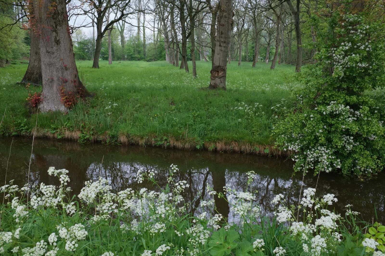 Spring in the Netherlands | Buy this image