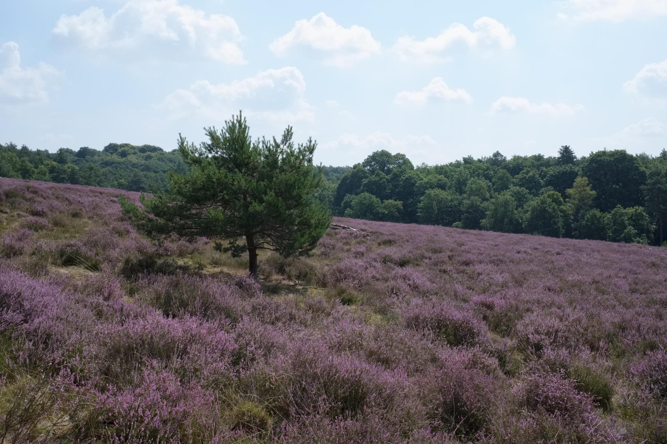 On the Heath | Buy this image